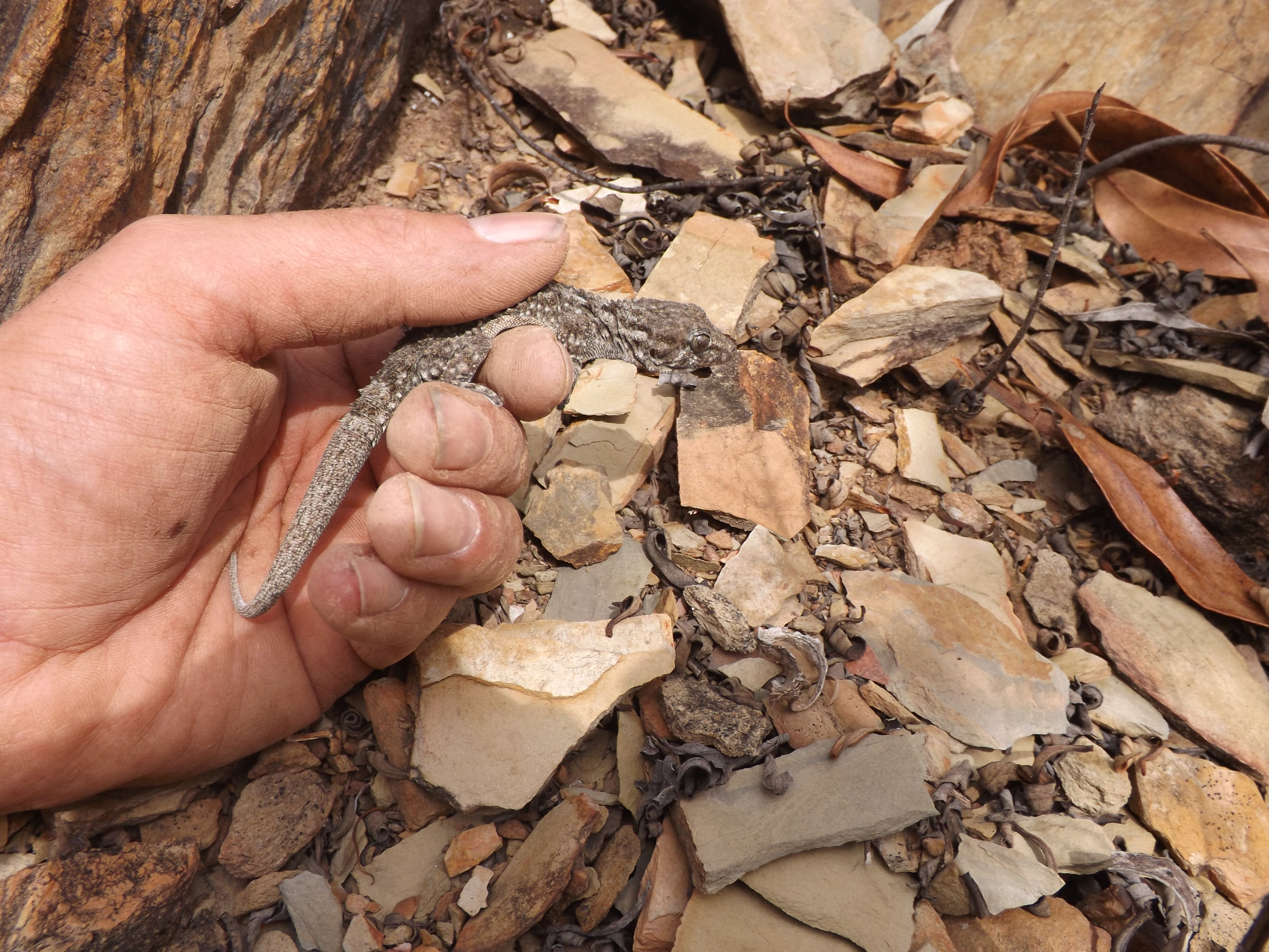 Osga-comum (Tarentola mauritanica)