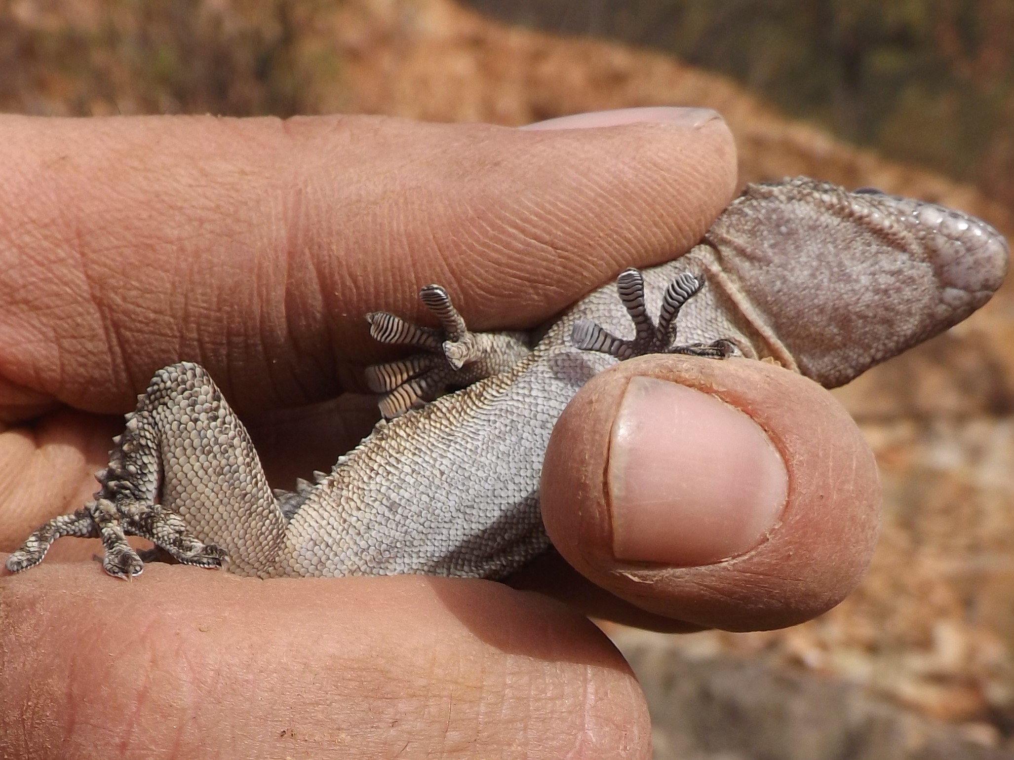 Nesta foto podemos observar as lamelas que possui debaixo das patas.
