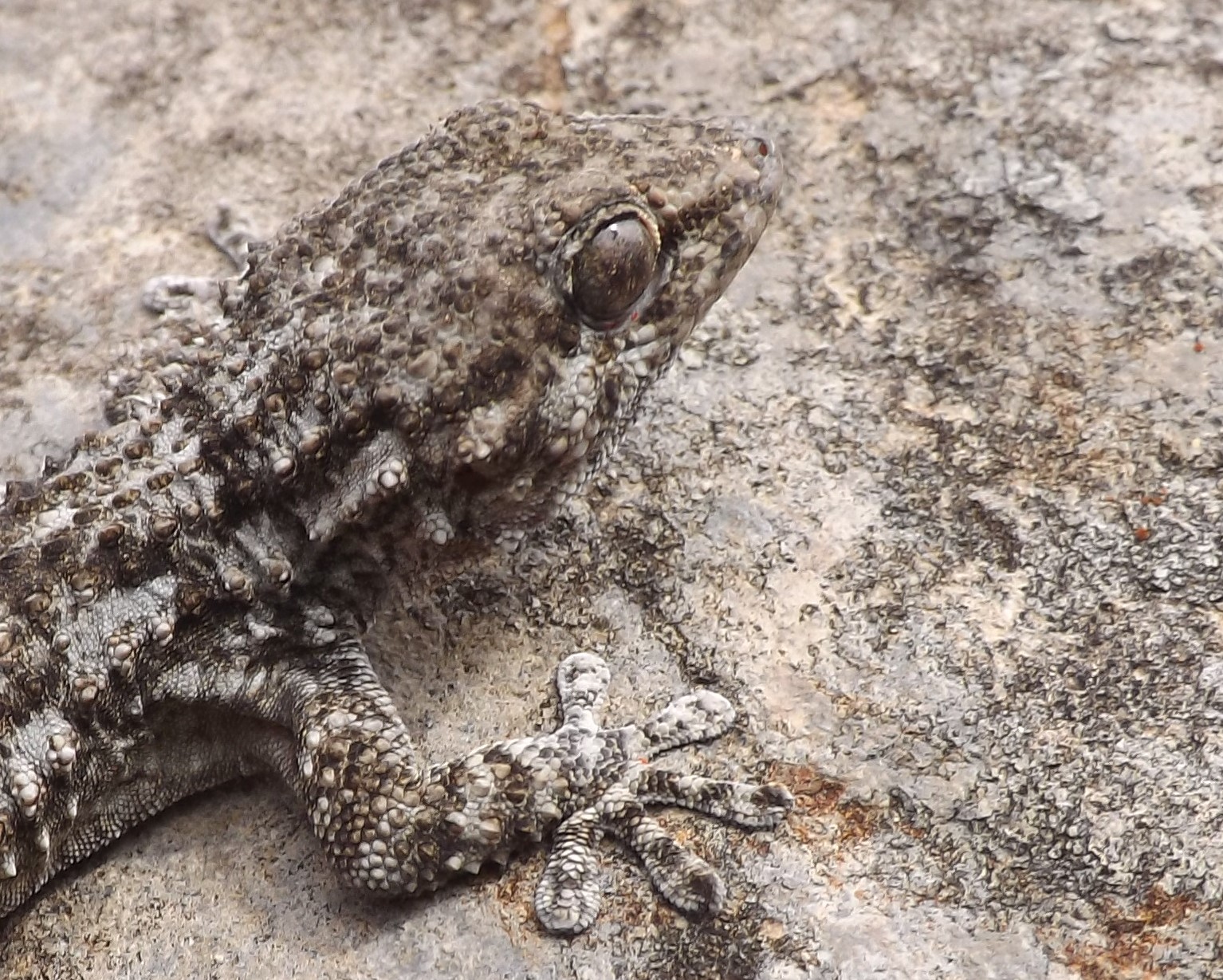 Osga-comum (Tarentola mauritanica)