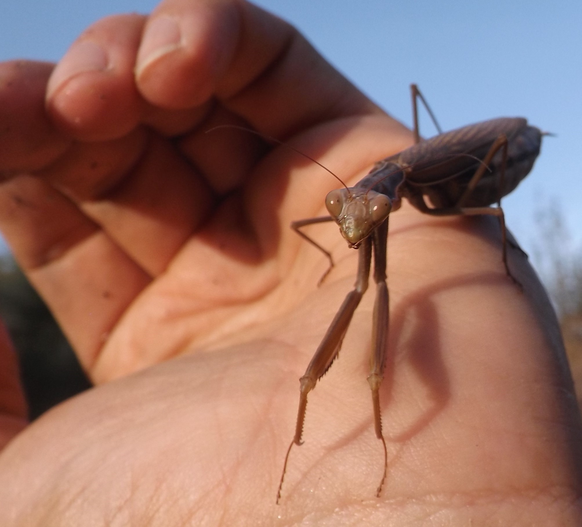 Louva-a-deus comum (Mantis religiosa)