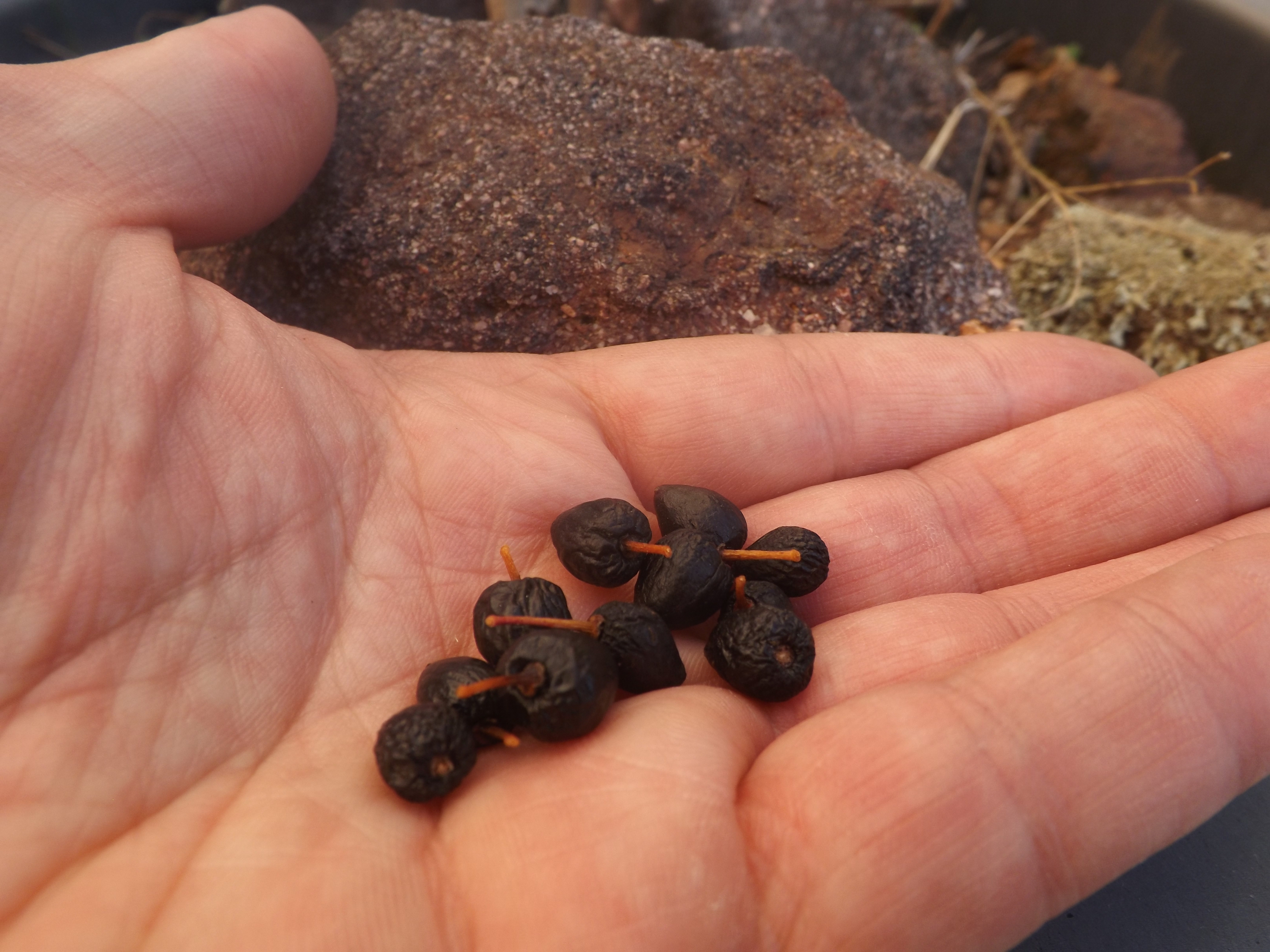 Sementes de Azereiro já maduras