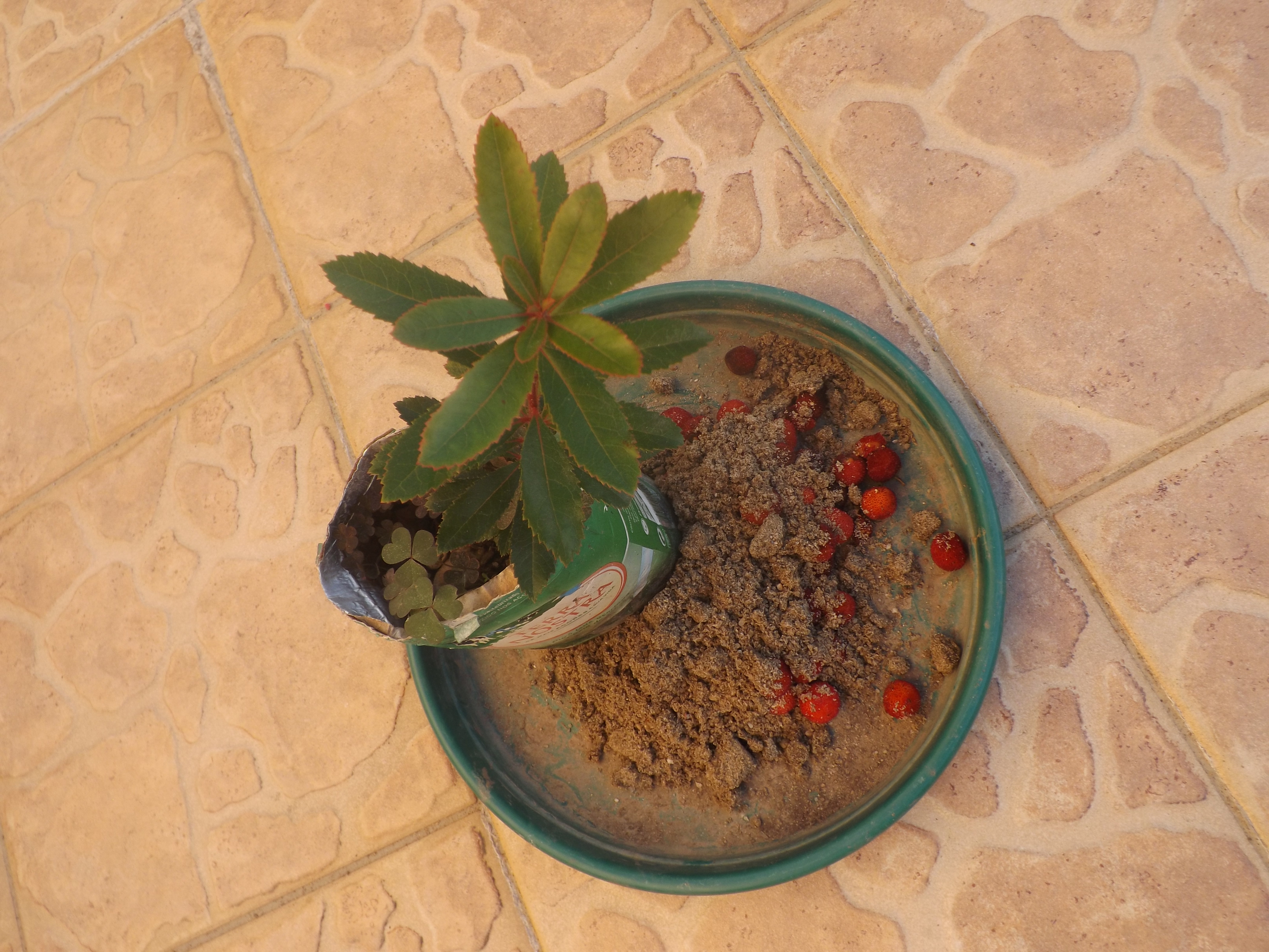 Medronheiro plantado num pacote de leite.