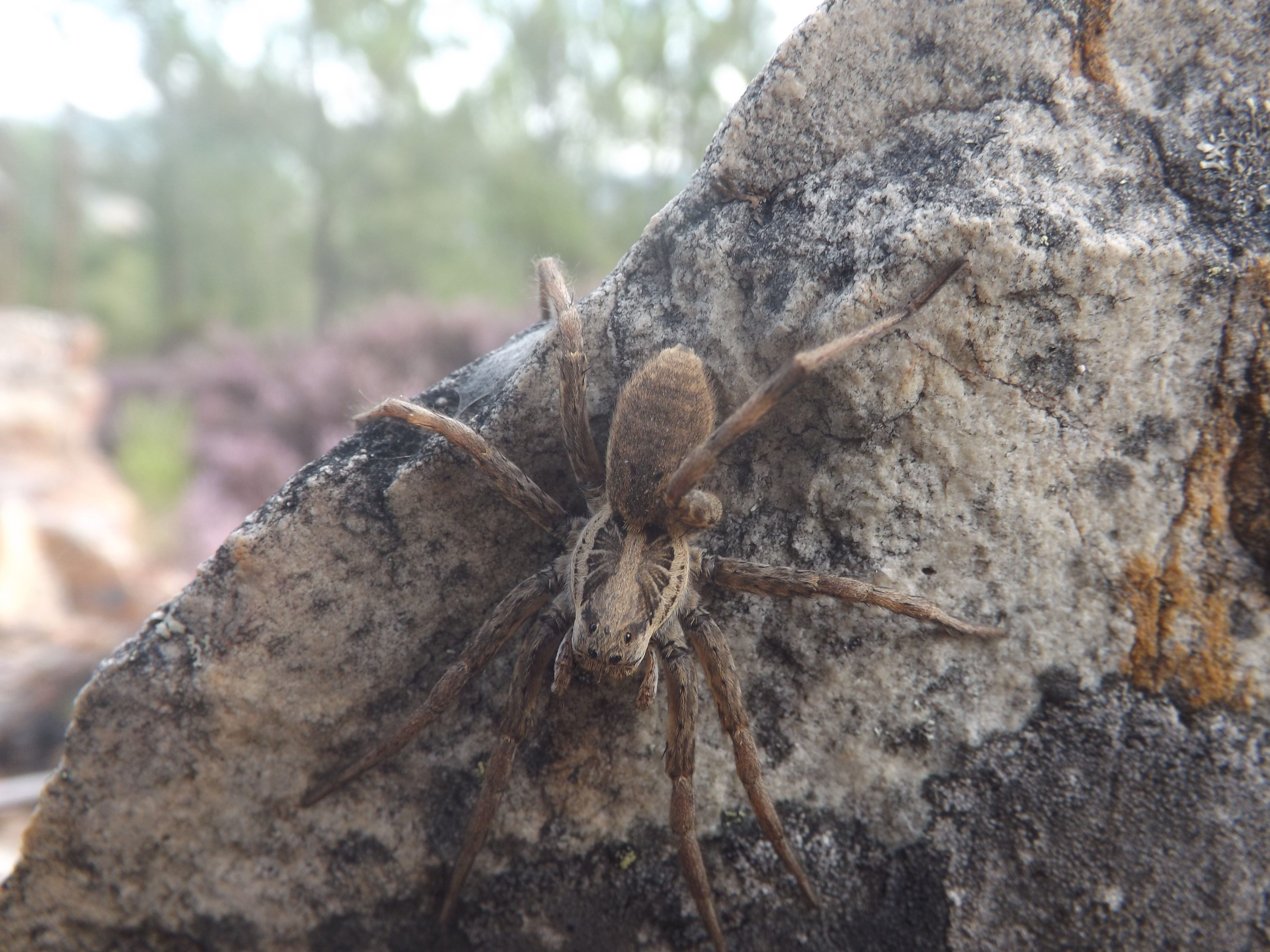 Aranha-lobo (Hogna radiata)
