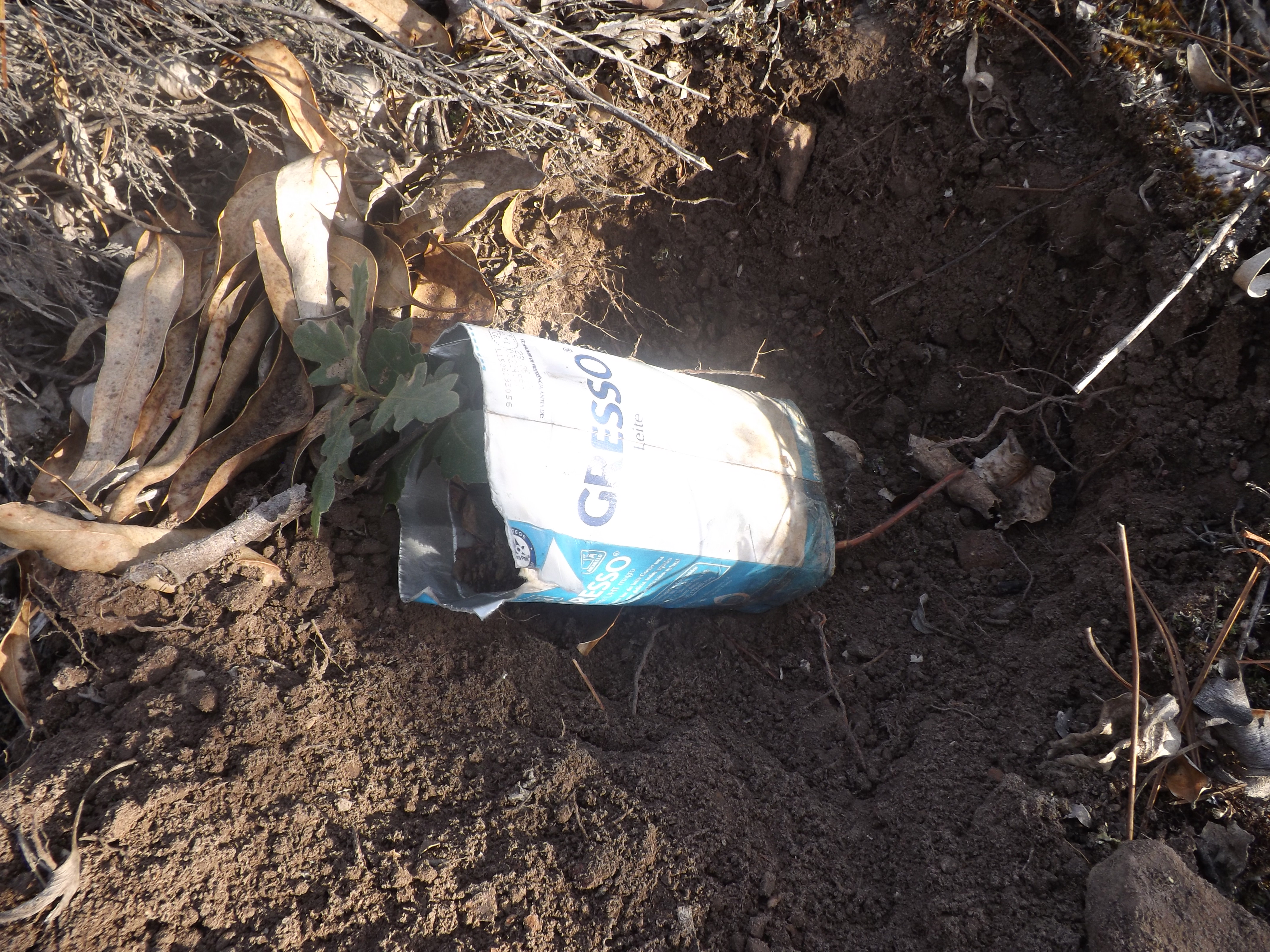 Carvalho-negral (Quercus pyrenaica)