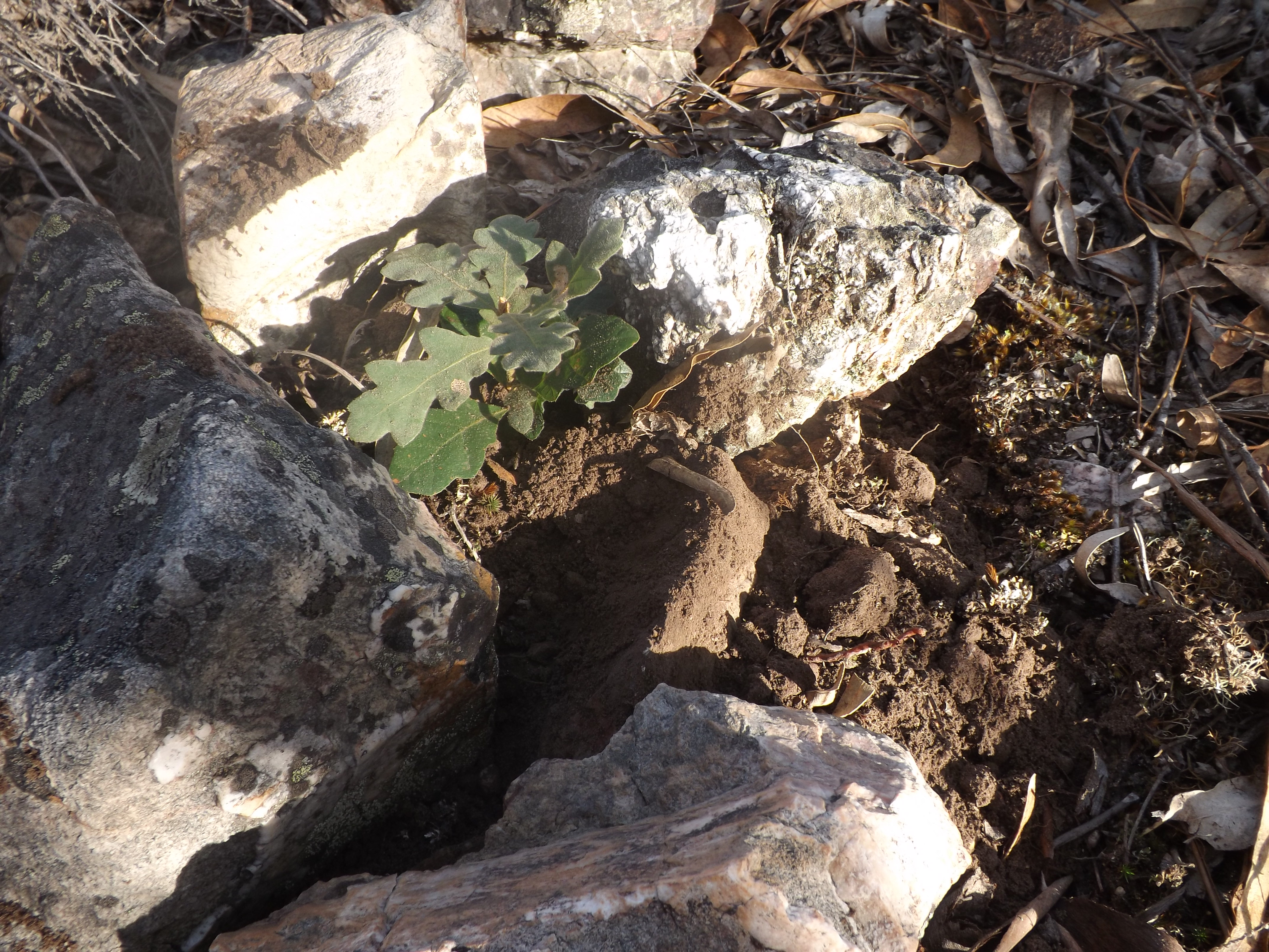 Carvalho-negral (Quercus pyrenaica)