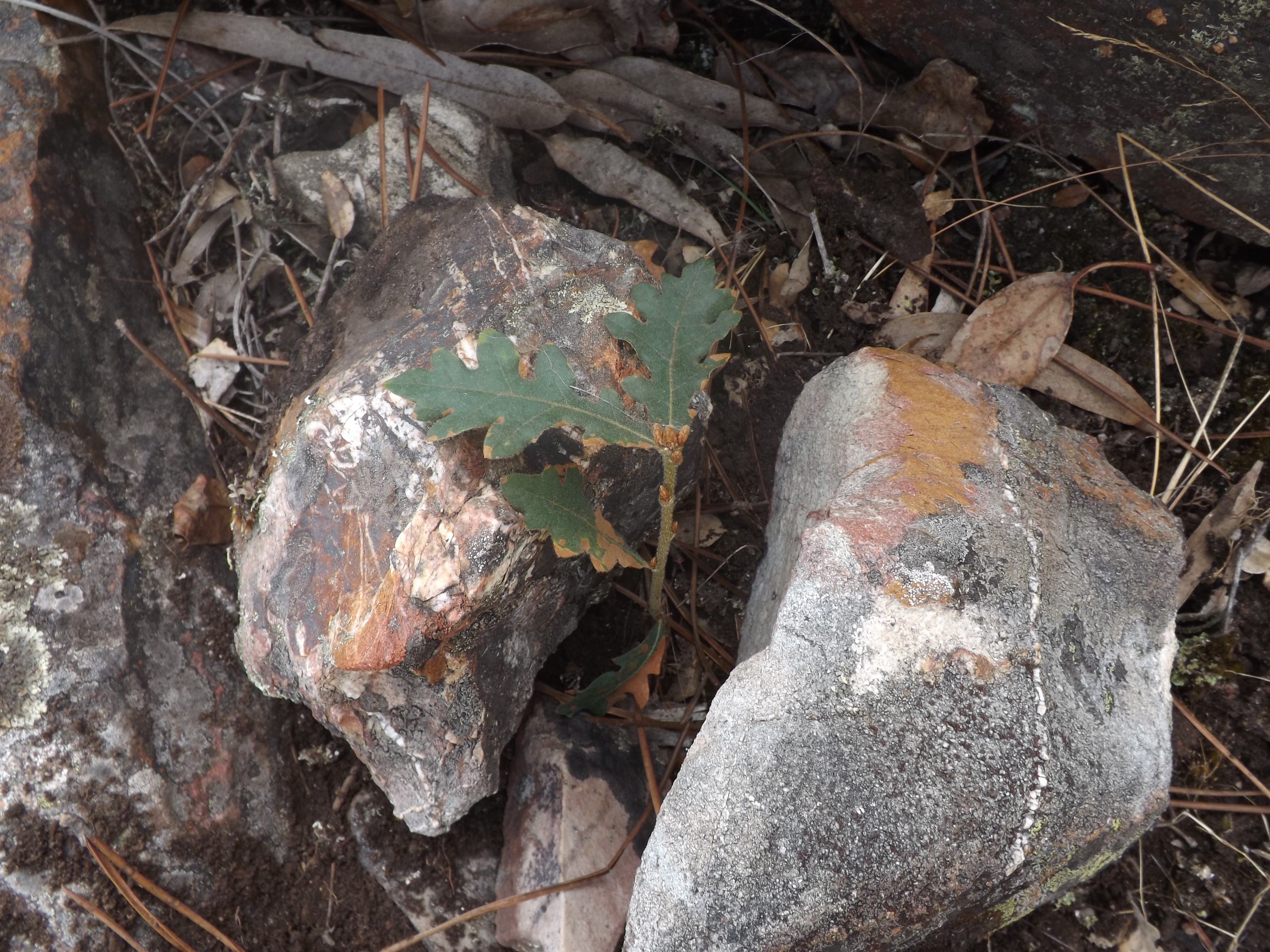 Carvalho-negral (Quercus pyrenaica)