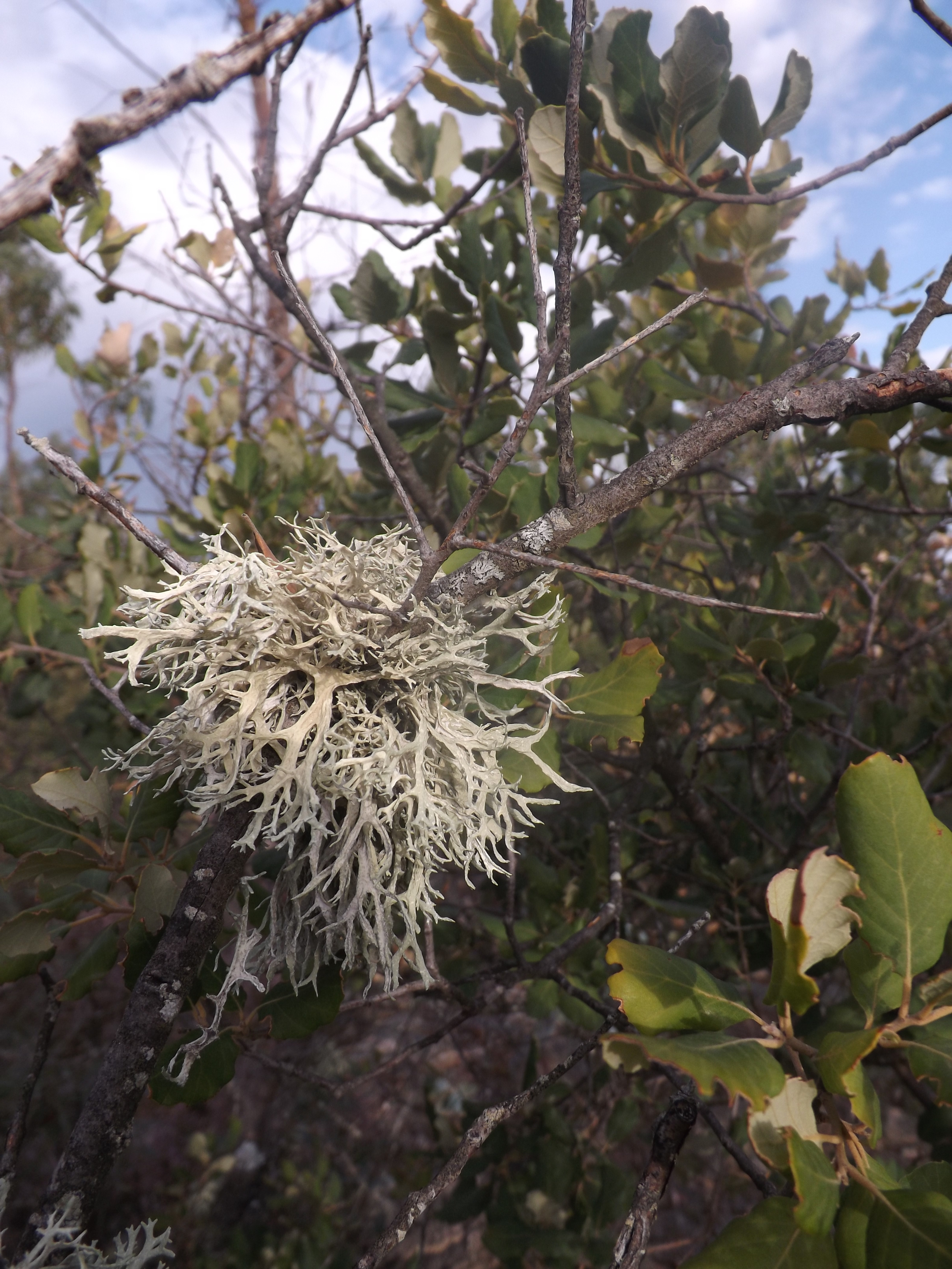 Os liquens são associações simbióticas de mutualismo entre fungos e algas. Aqui está um num ramo de um sobreiro.