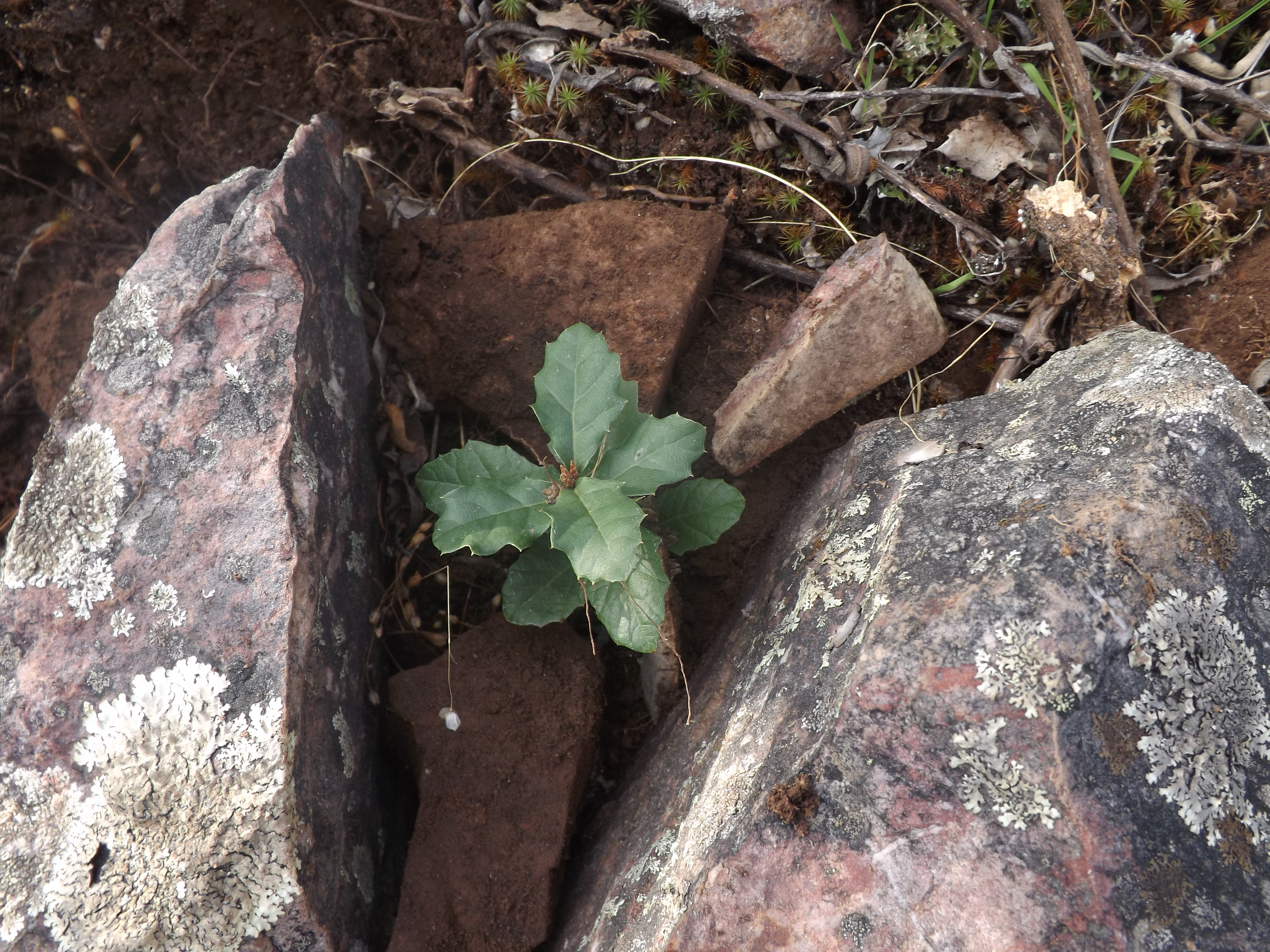 Carvalho-cerquinho (Quercus faginea)