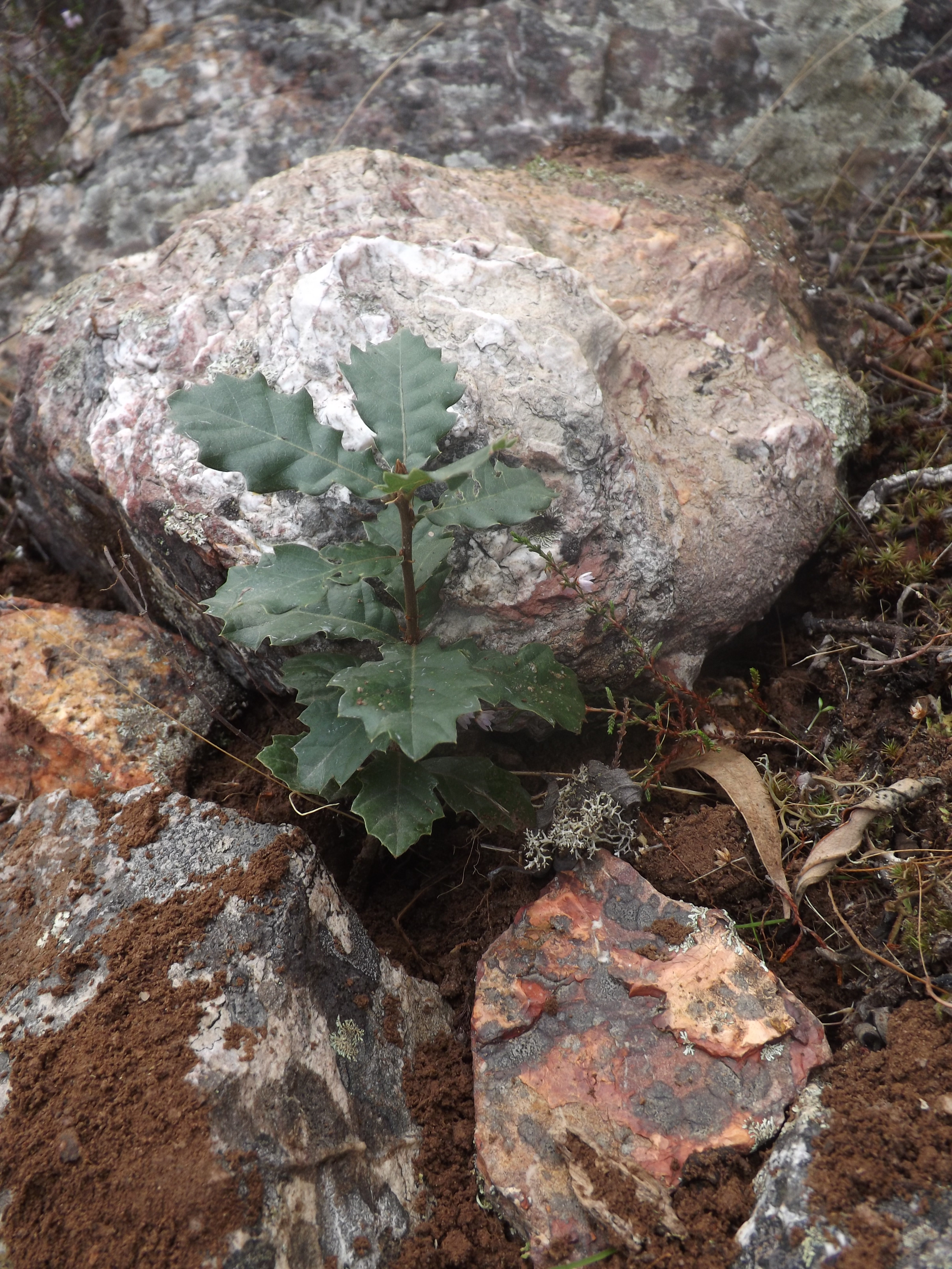 Carvalho-cerquinho (Quercus faginea)