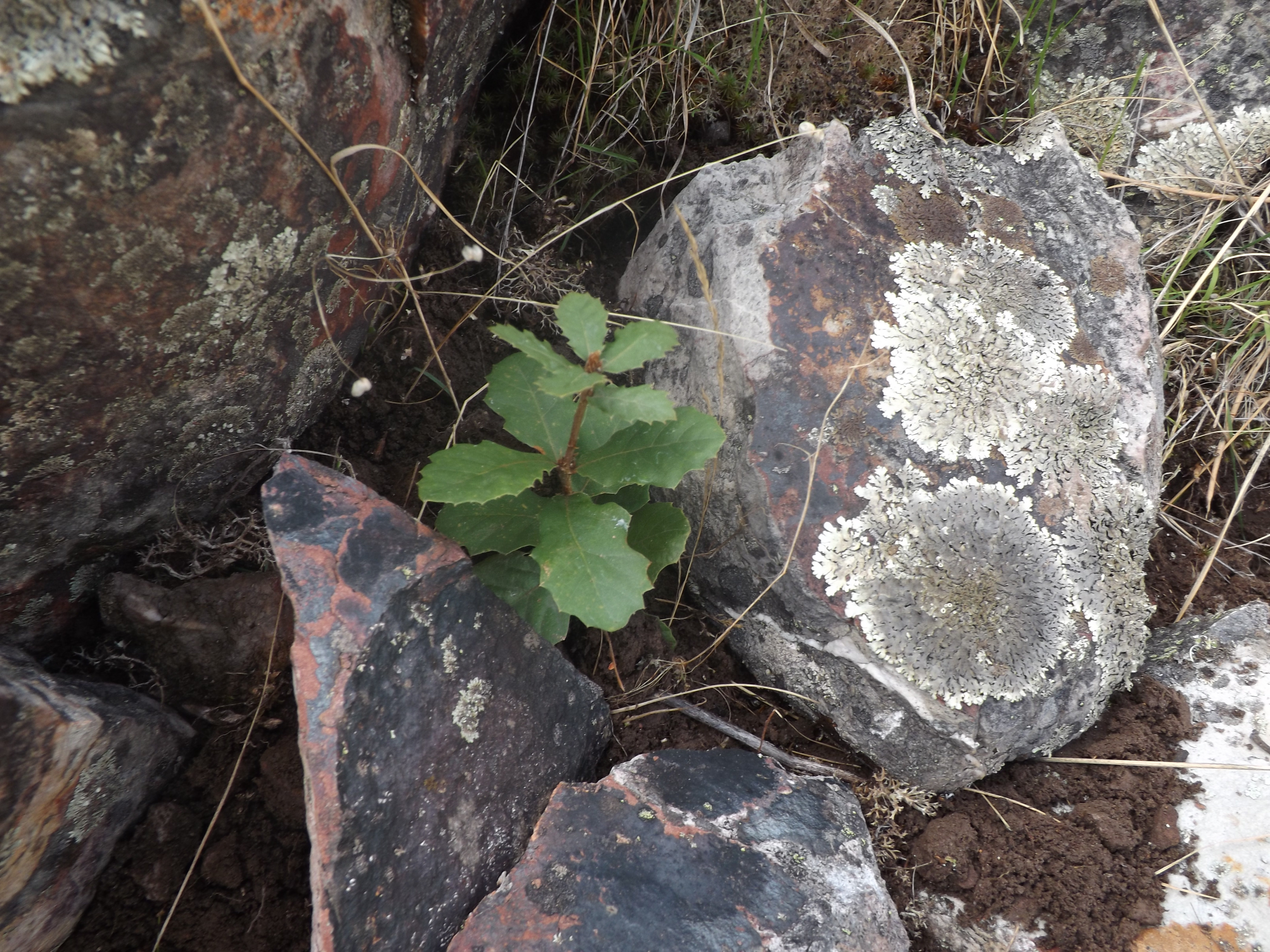 Carvalho-cerquinho (Quercus faginea)