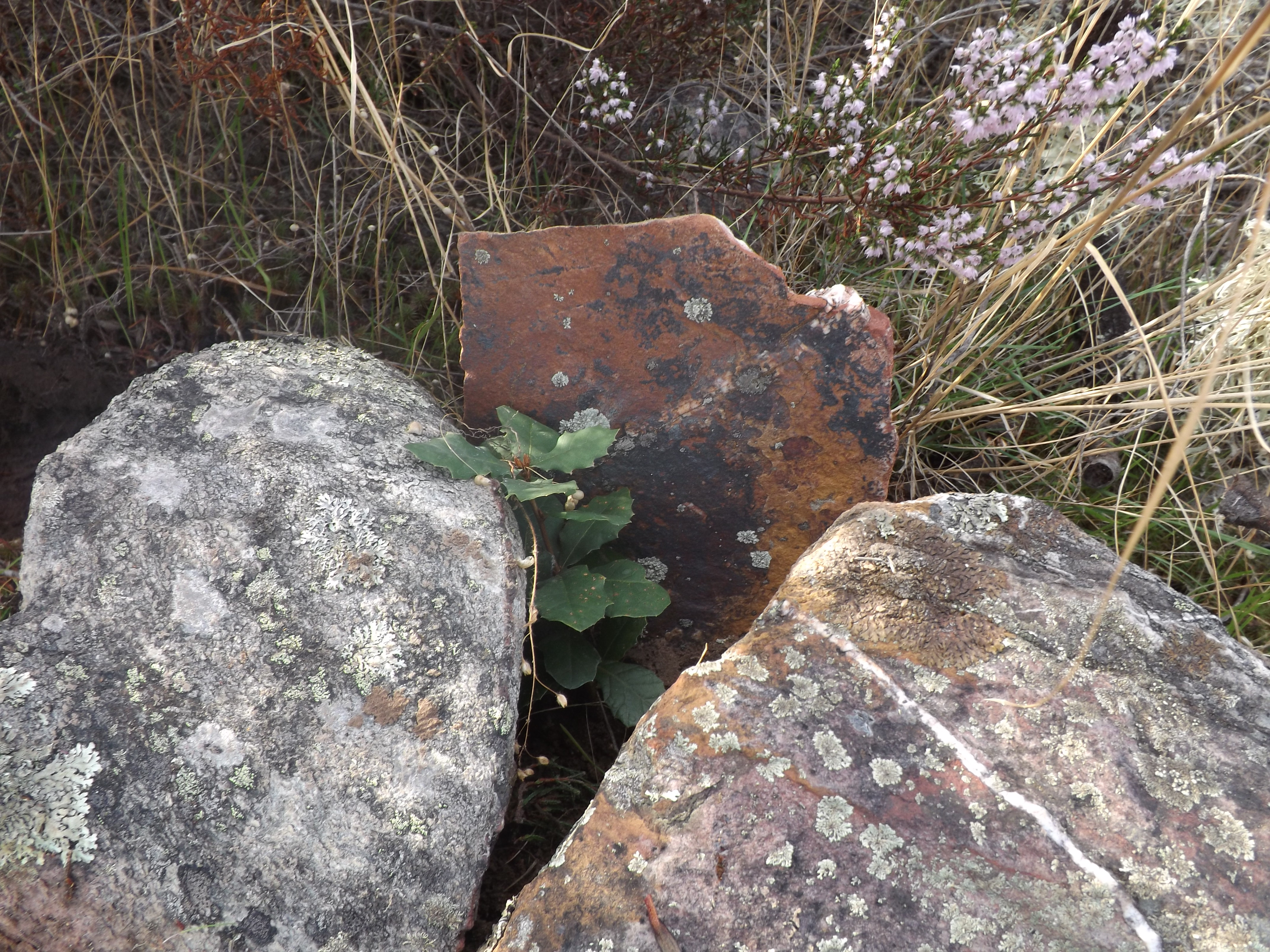Carvalho-cerquinho (Quercus faginea)