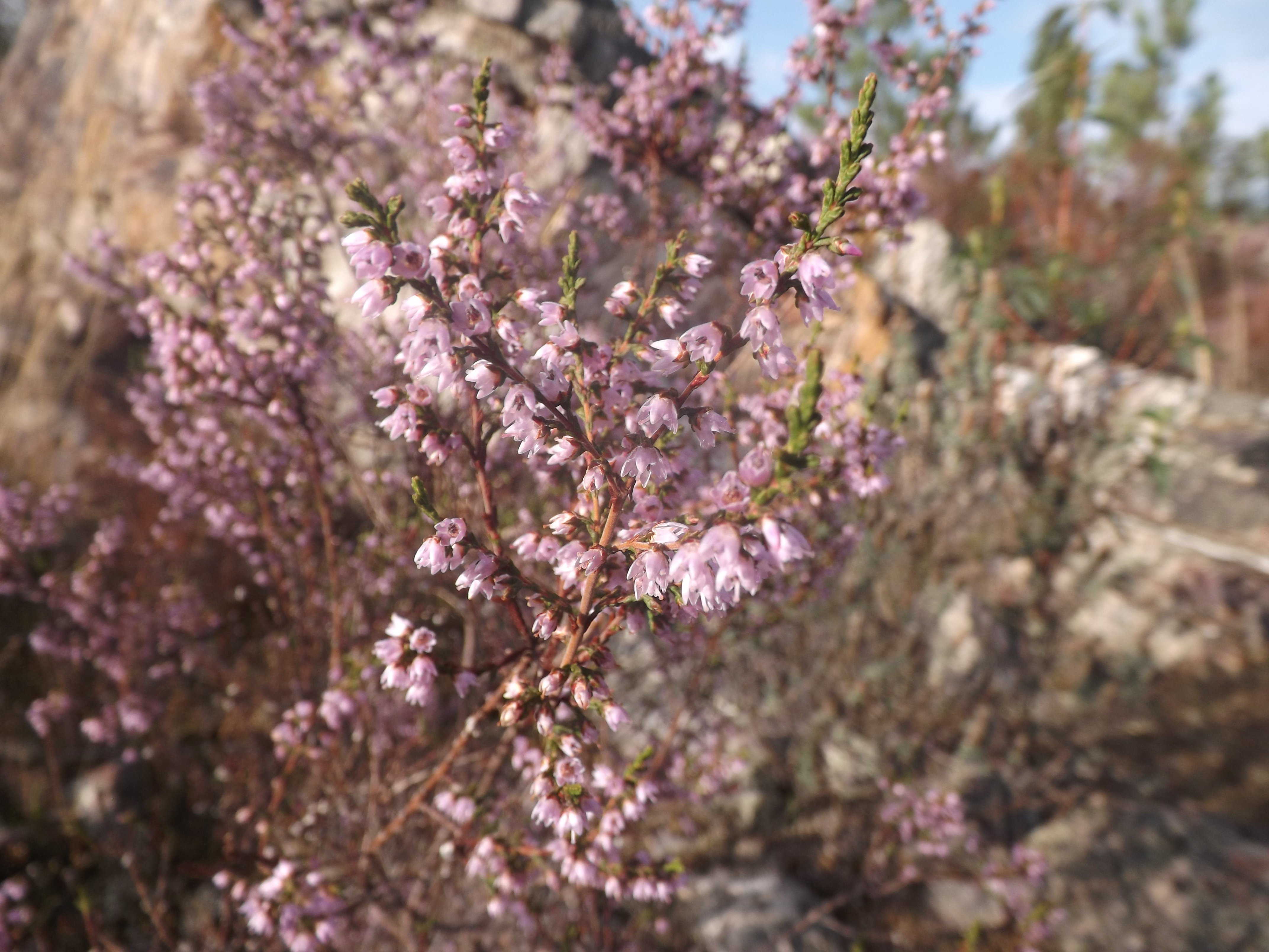 Torga (Calluna vulgaris)