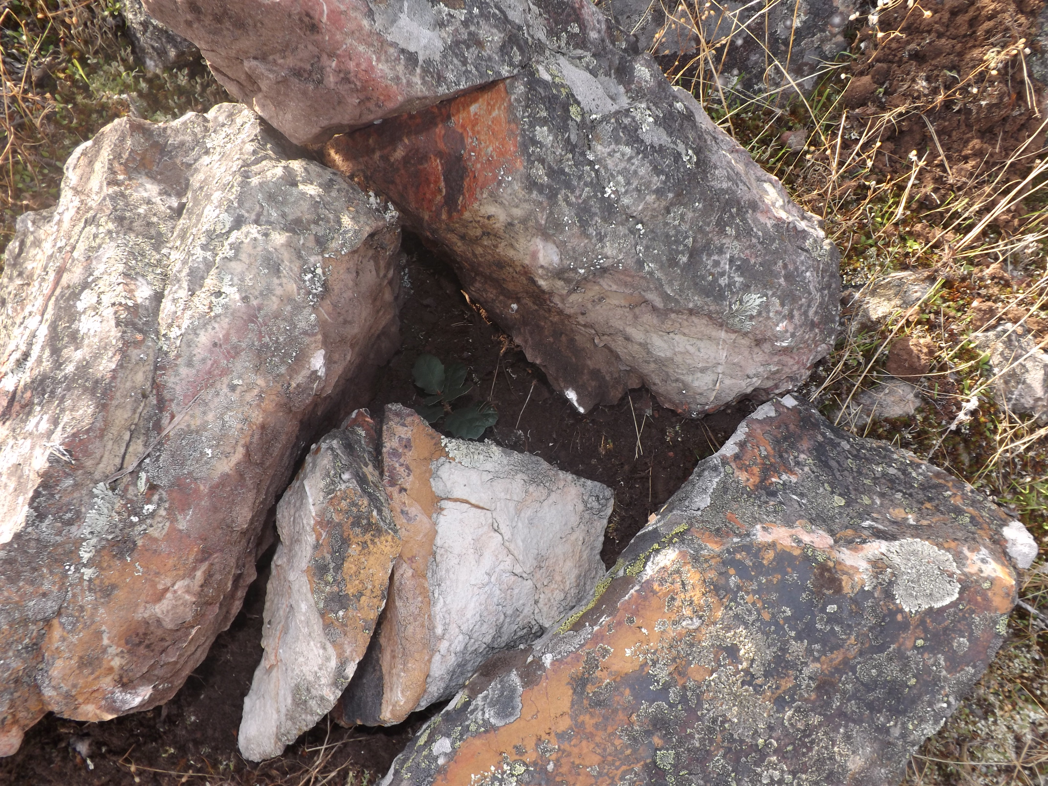 Carvalho-cerquinho (Quercus faginea)