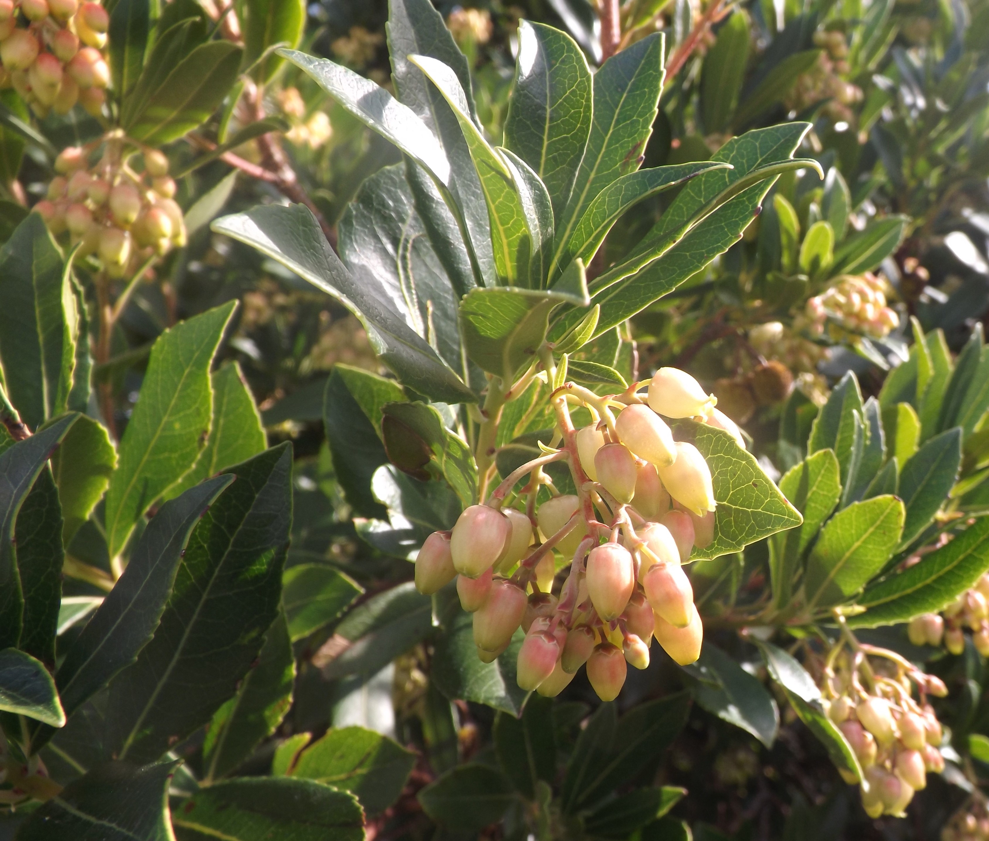 Medronheiro (Arbutus unedo L.)