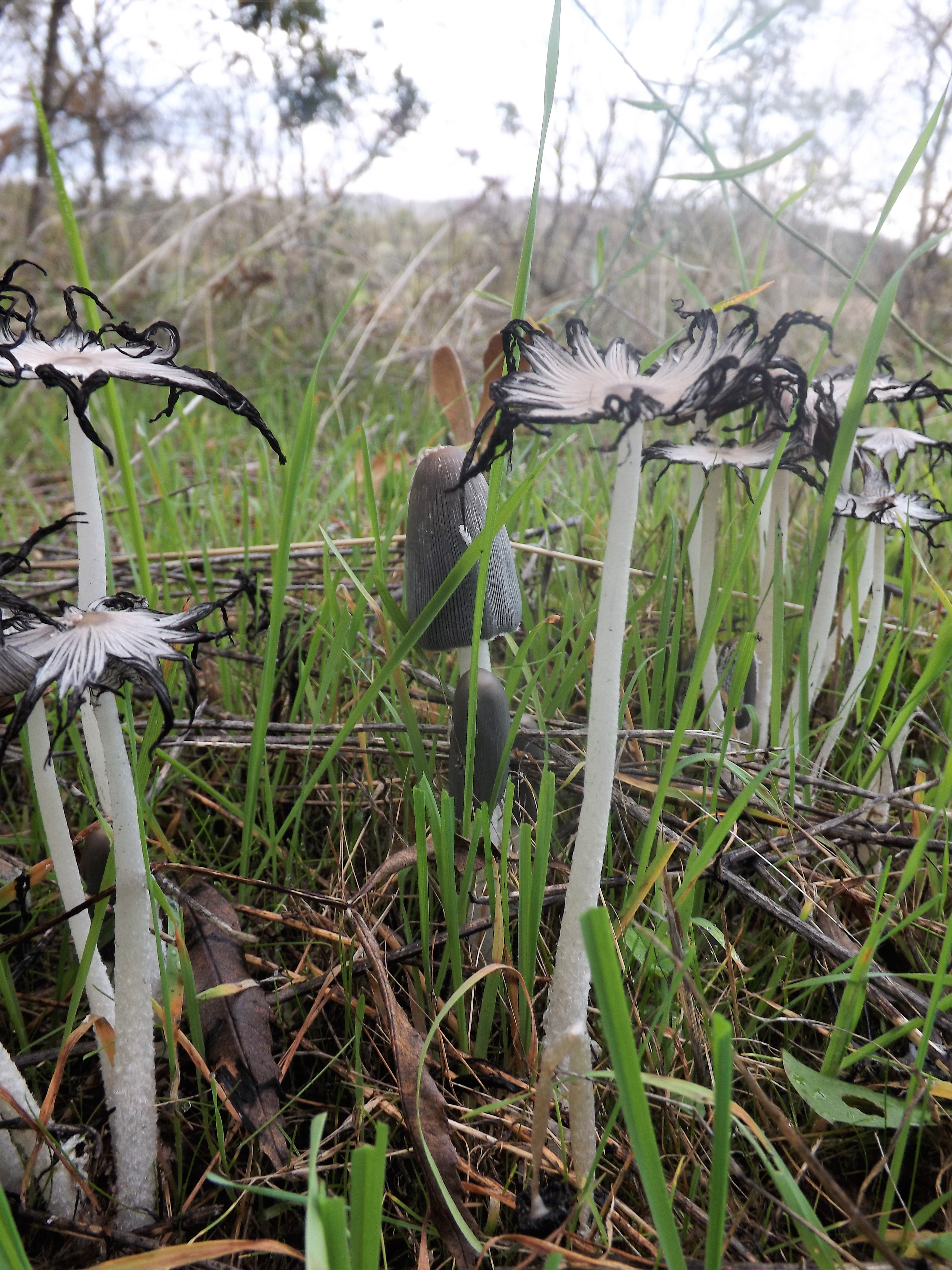 Cogumelo do género Cuprinus