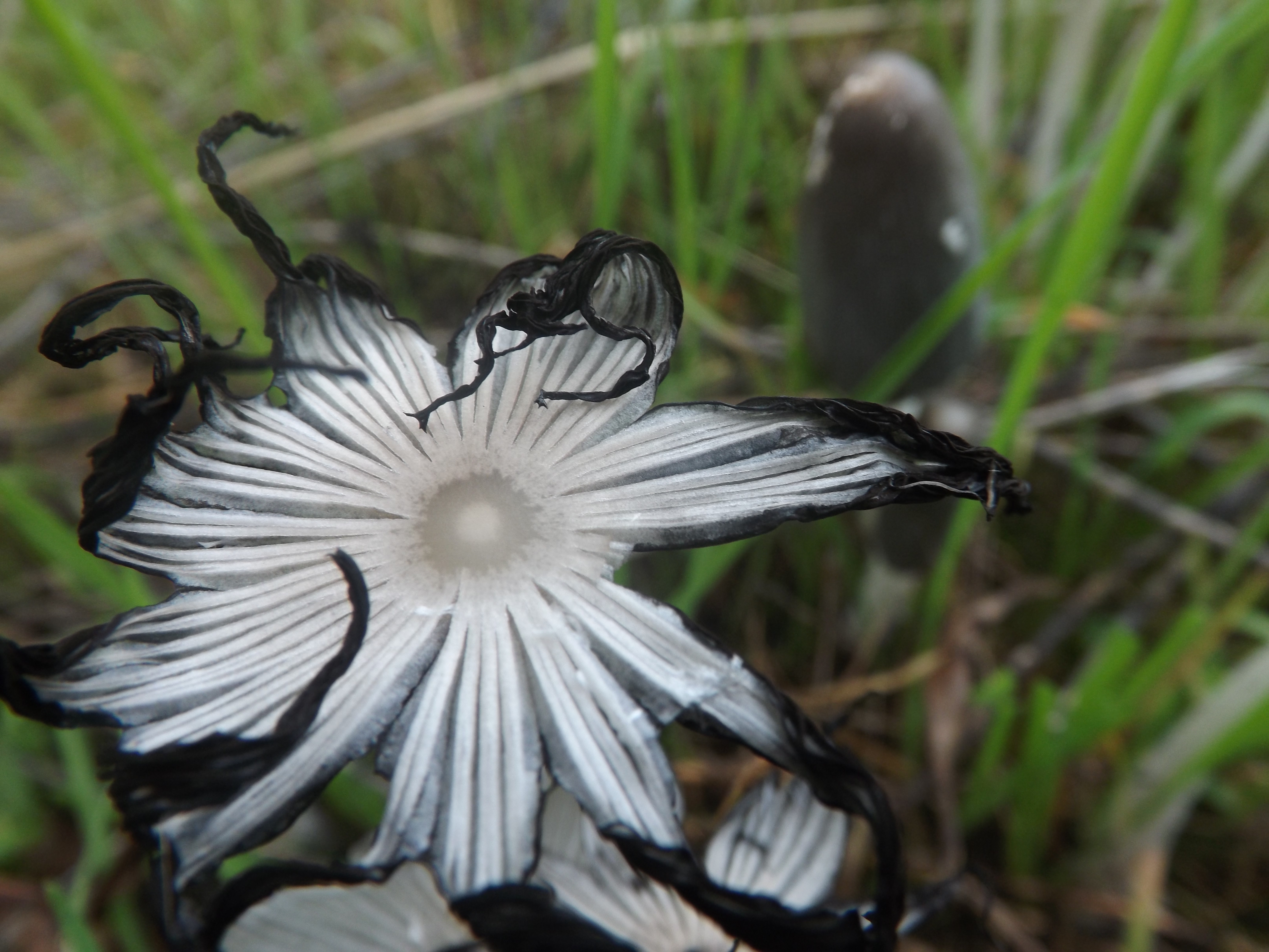 Cogumelo do género Cuprinus