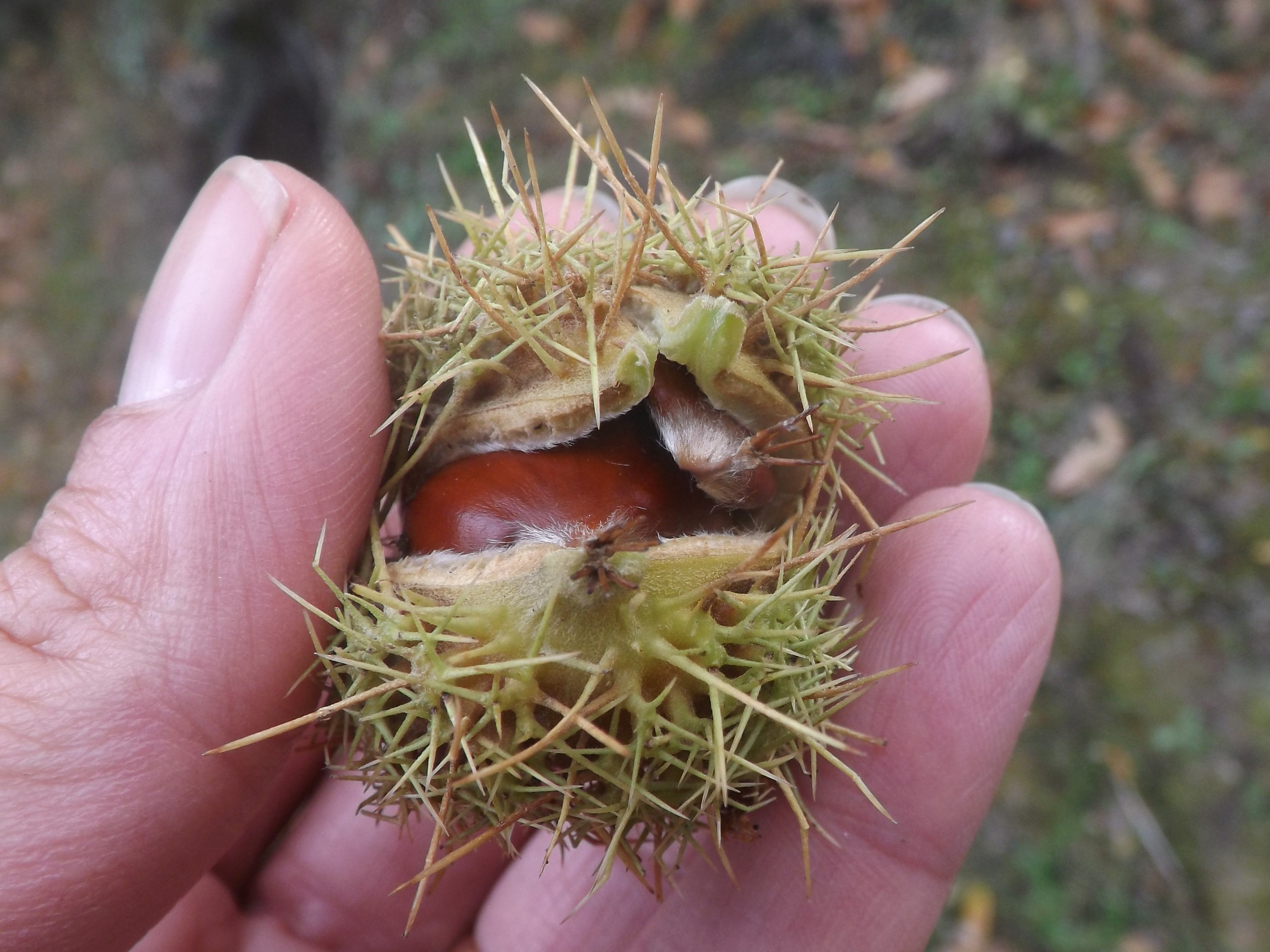 Por dentro de um ouriço "espreita" uma castanha.
