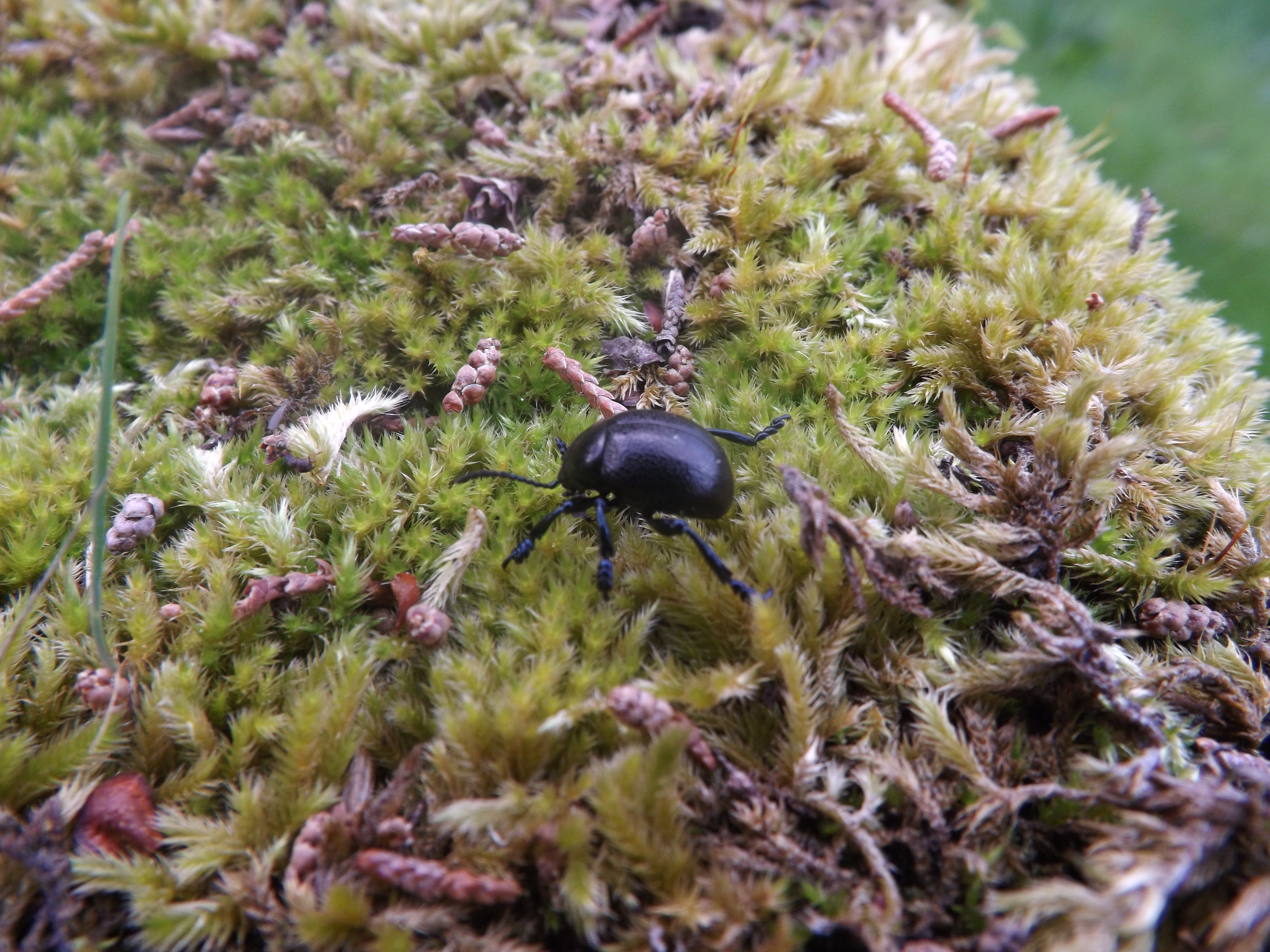 Um pequeno besouro vagueia por entre o musgo...