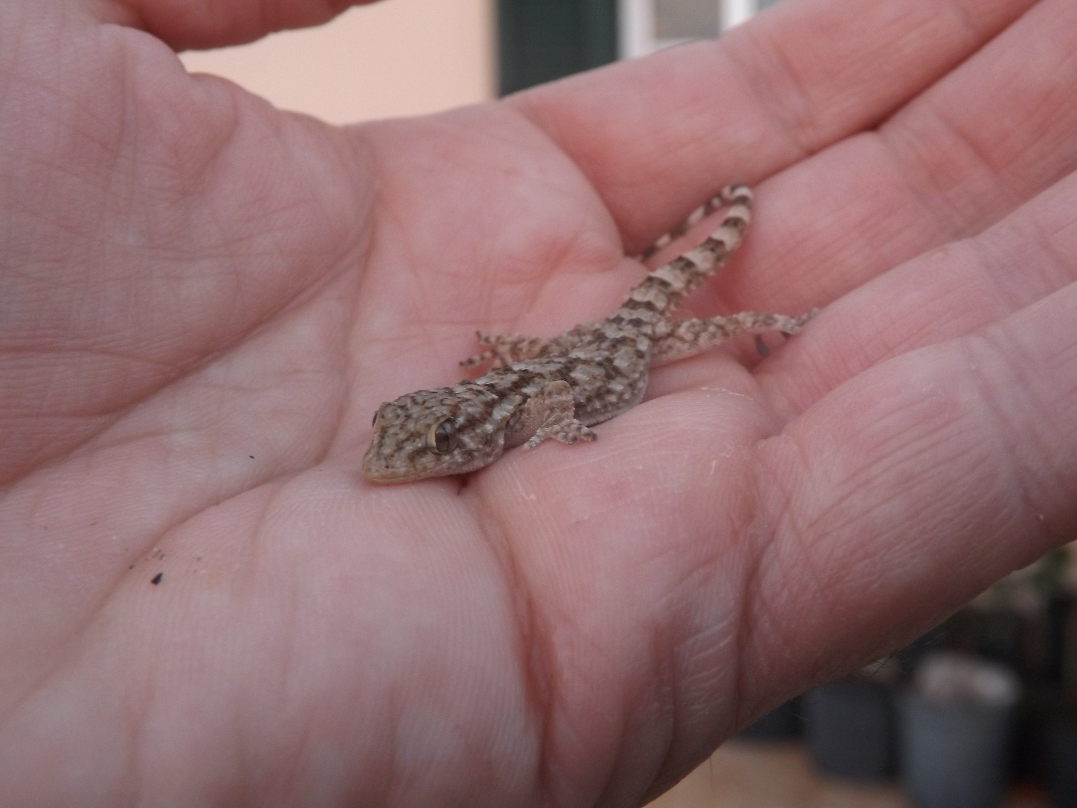 Osga-comum (Tarentola mauritanica)