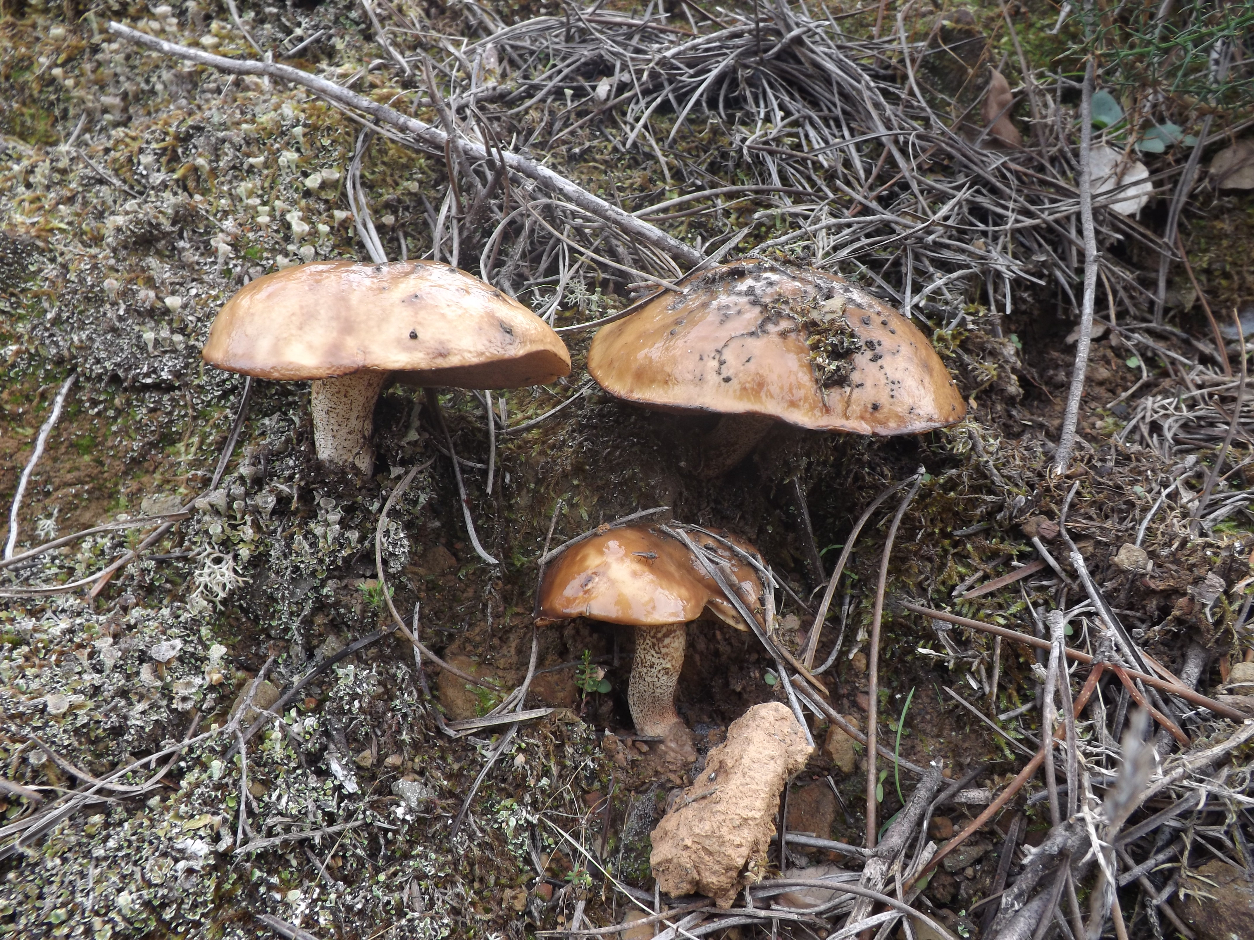 Suillus bellinii, conhecido como "míscaro dos pinhos"