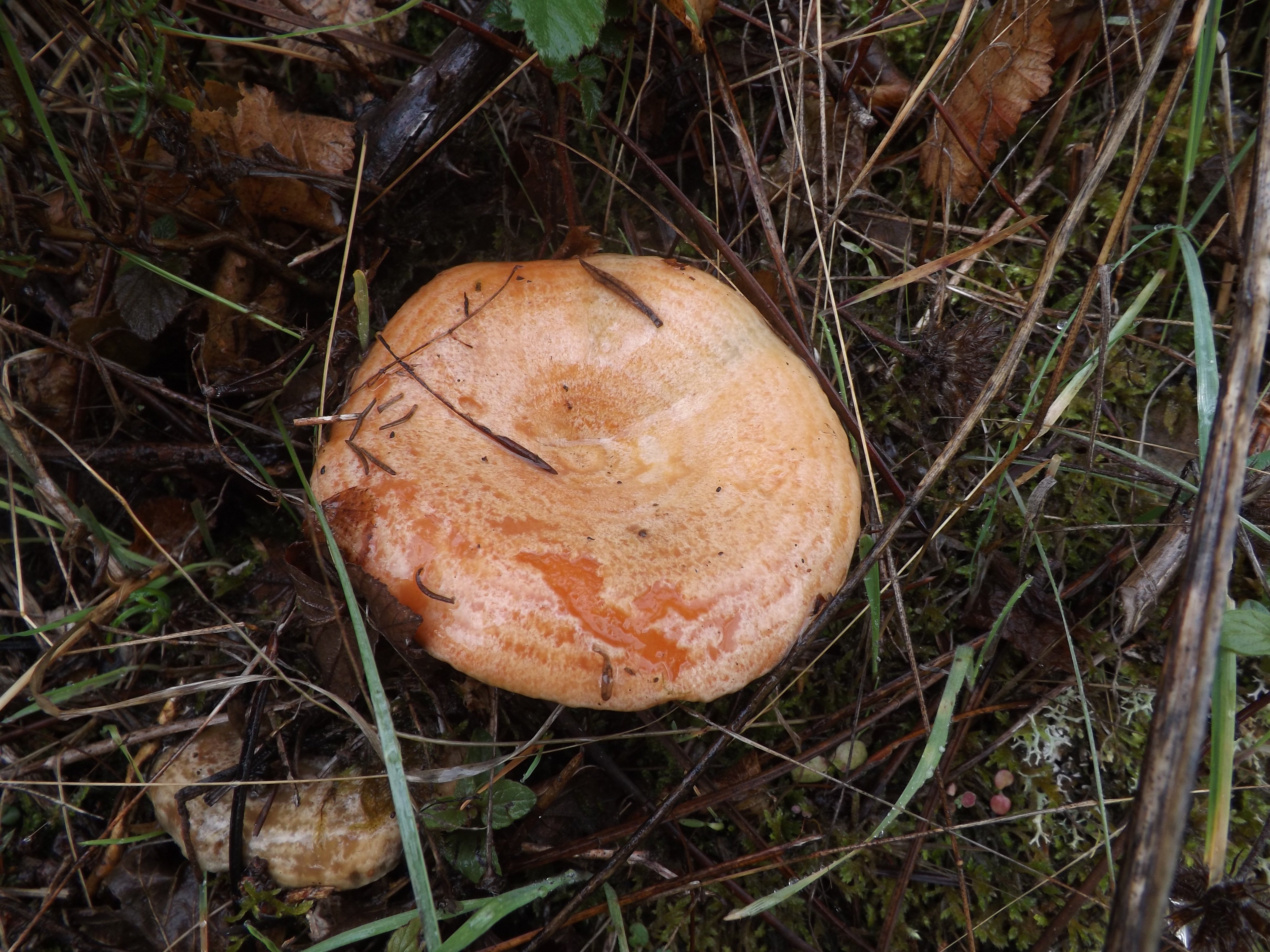 Lactarius deliciosus, conhecido por "seta", "laranjinha" etc...