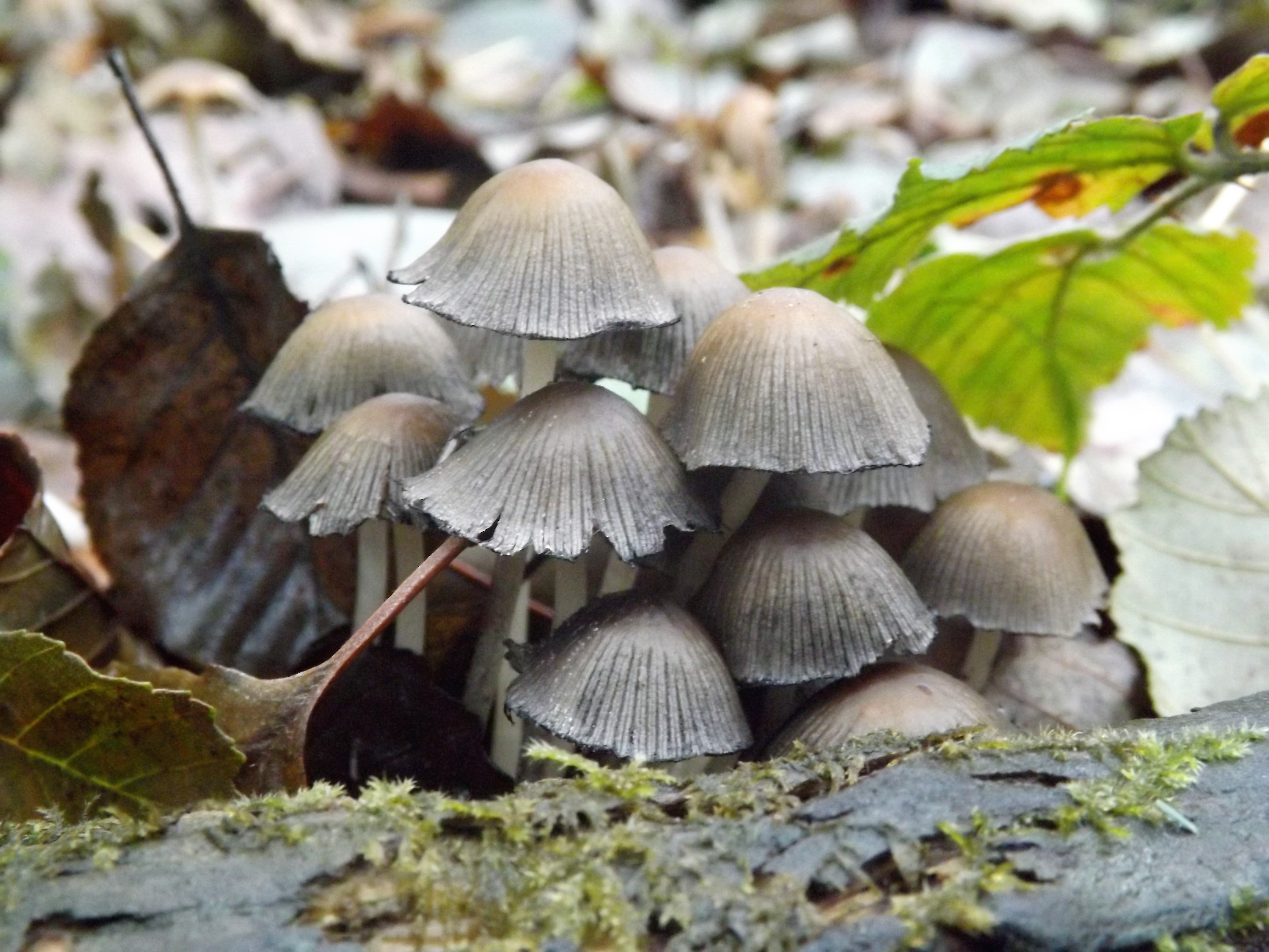 Cogumelo do género Coprinus
