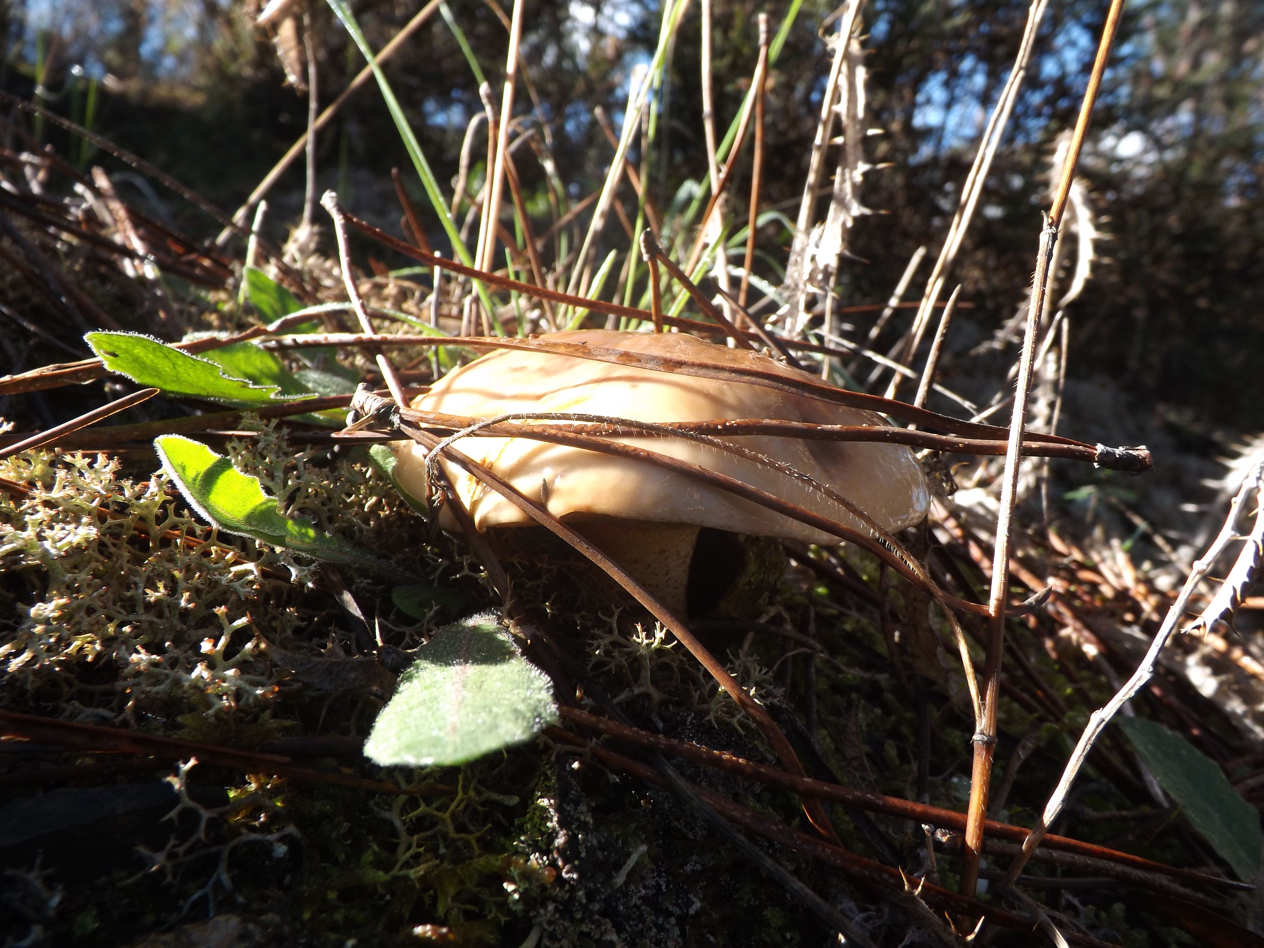 “míscaro dos pinhos” Suillus bellinii.
