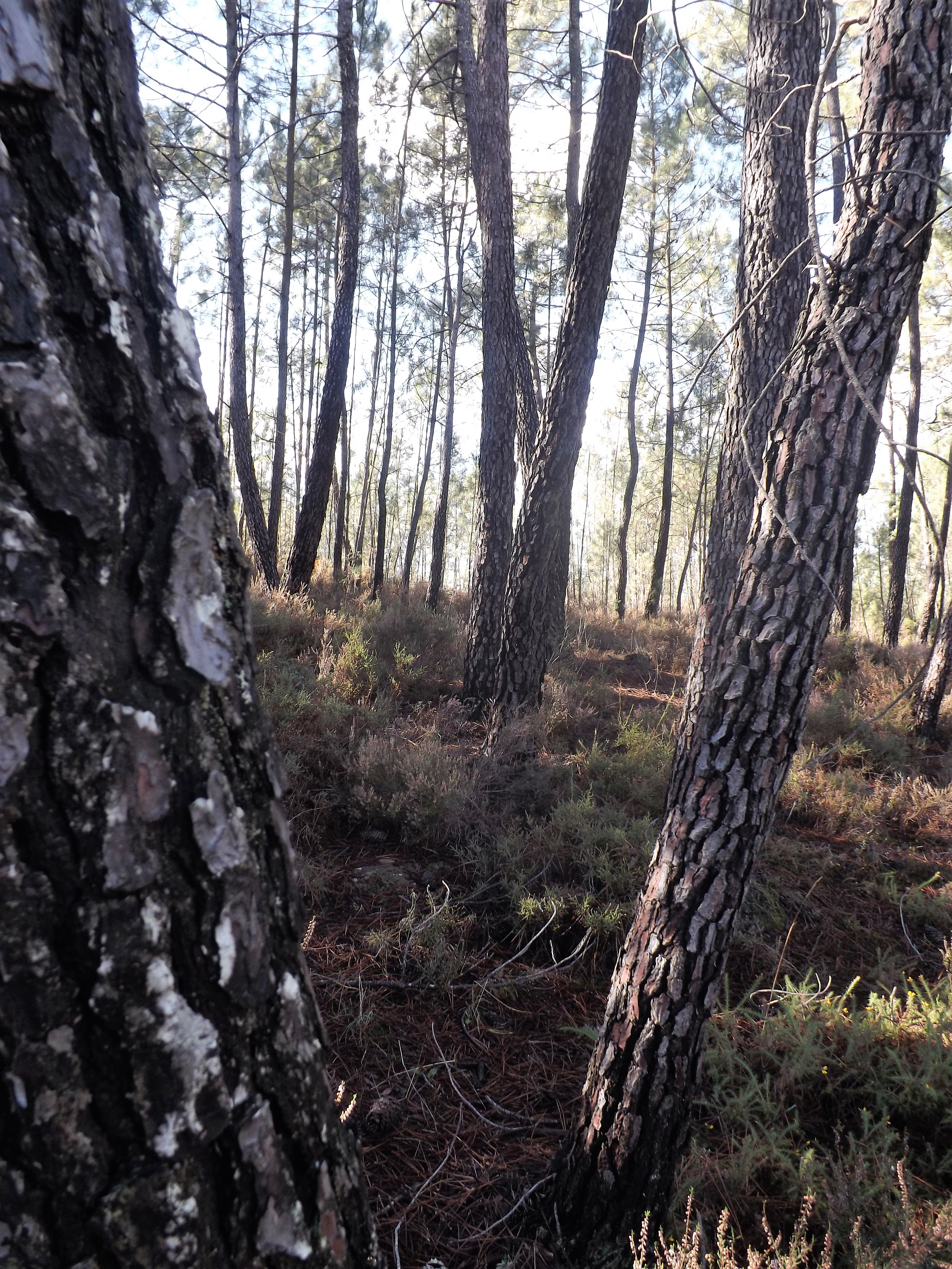 Por entre uma floresta de pinhos.