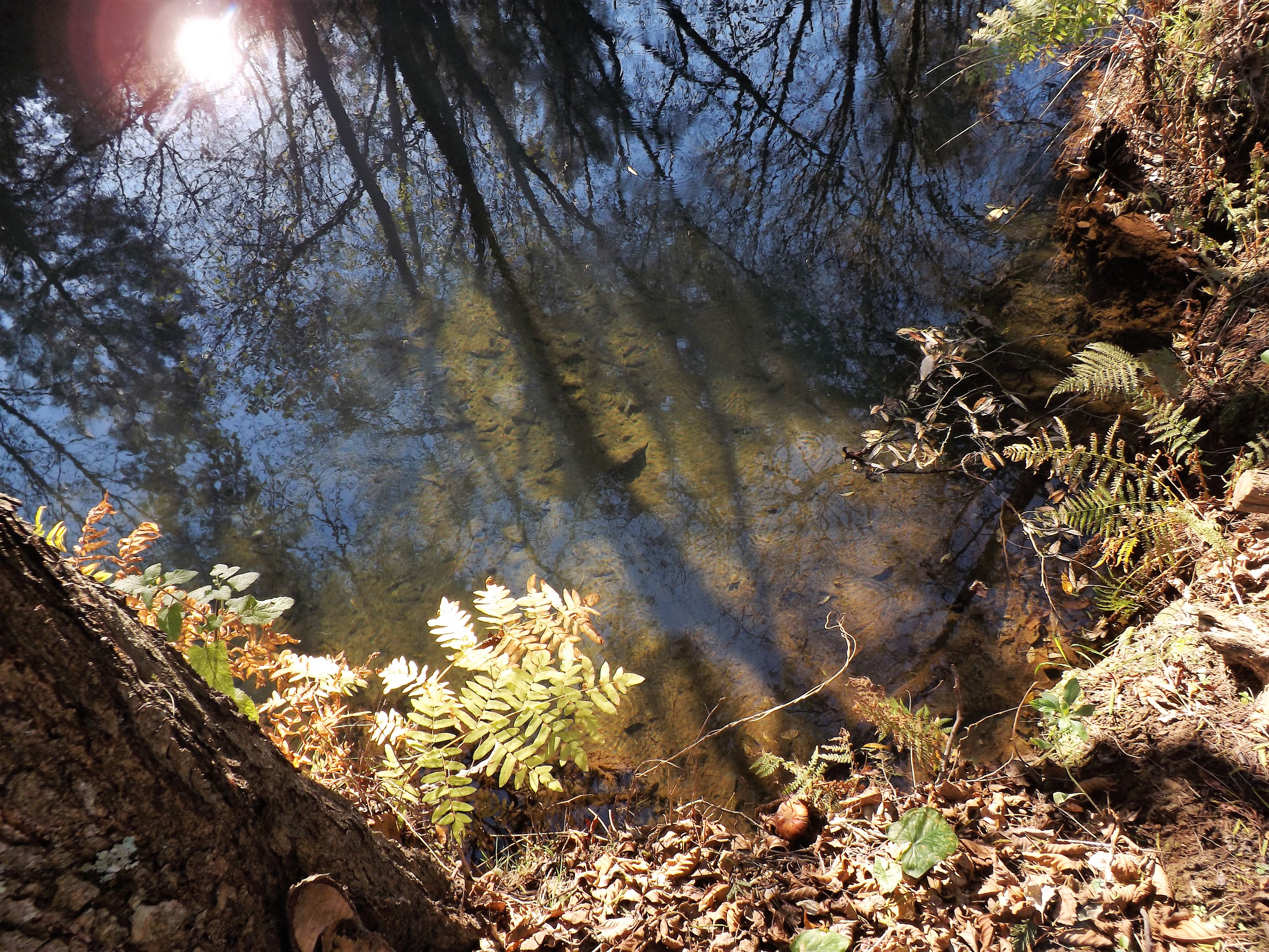 A água límpida permite ver o fundo.