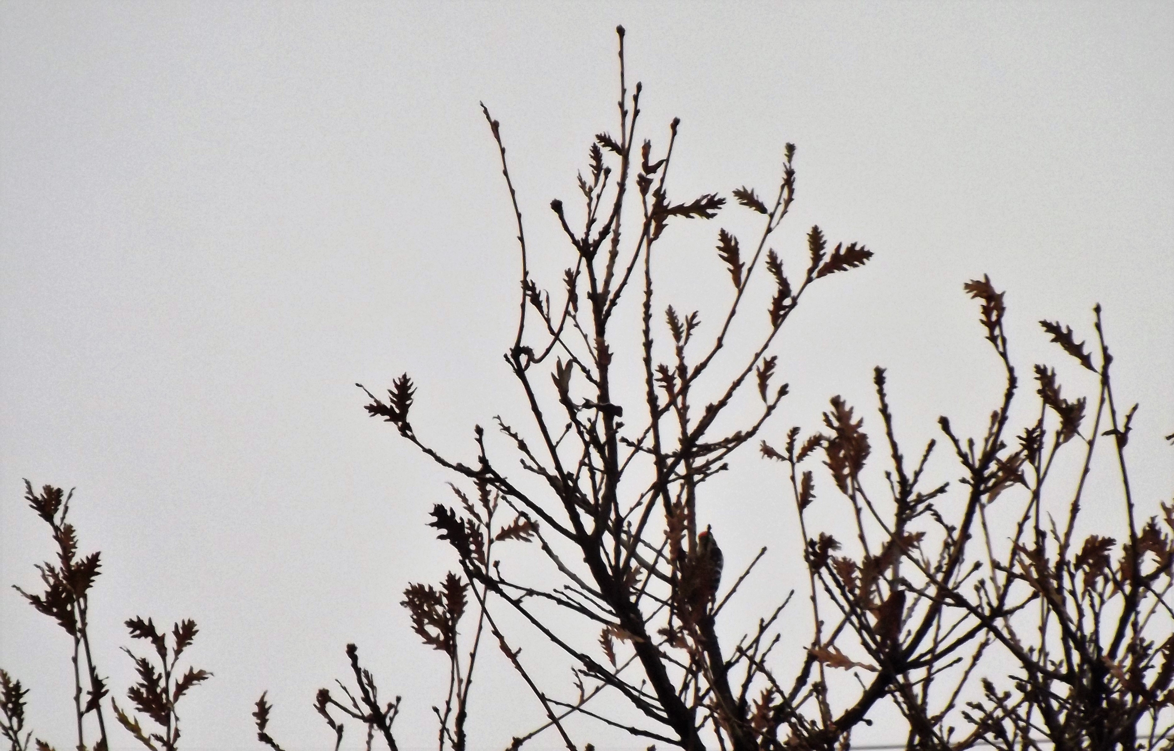 Um pica-pau-malhado-pequeno, denuncia-se batendo no tronco de um carvalho negral.
