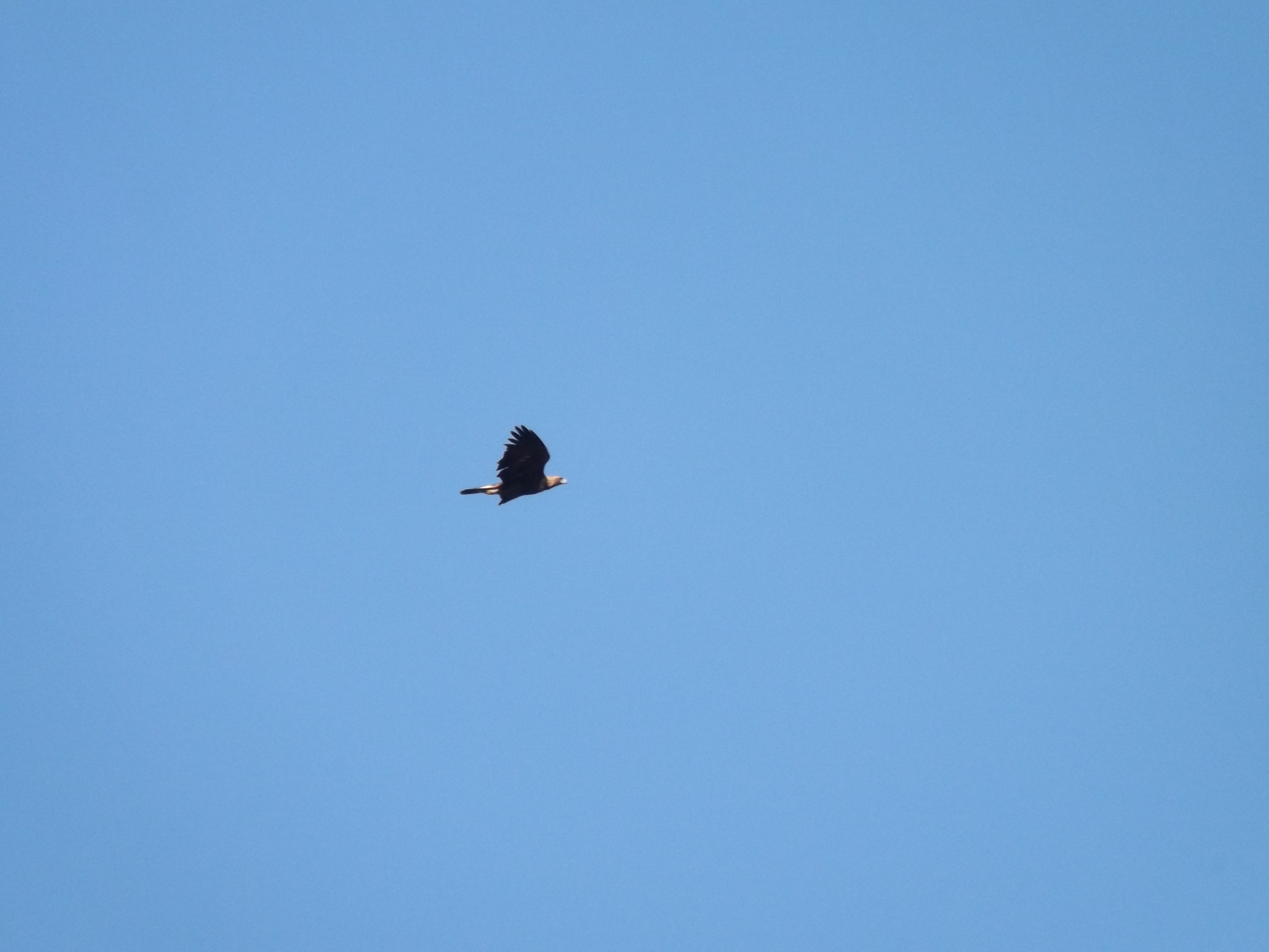 Águia-real- Aquila chrysaetos
