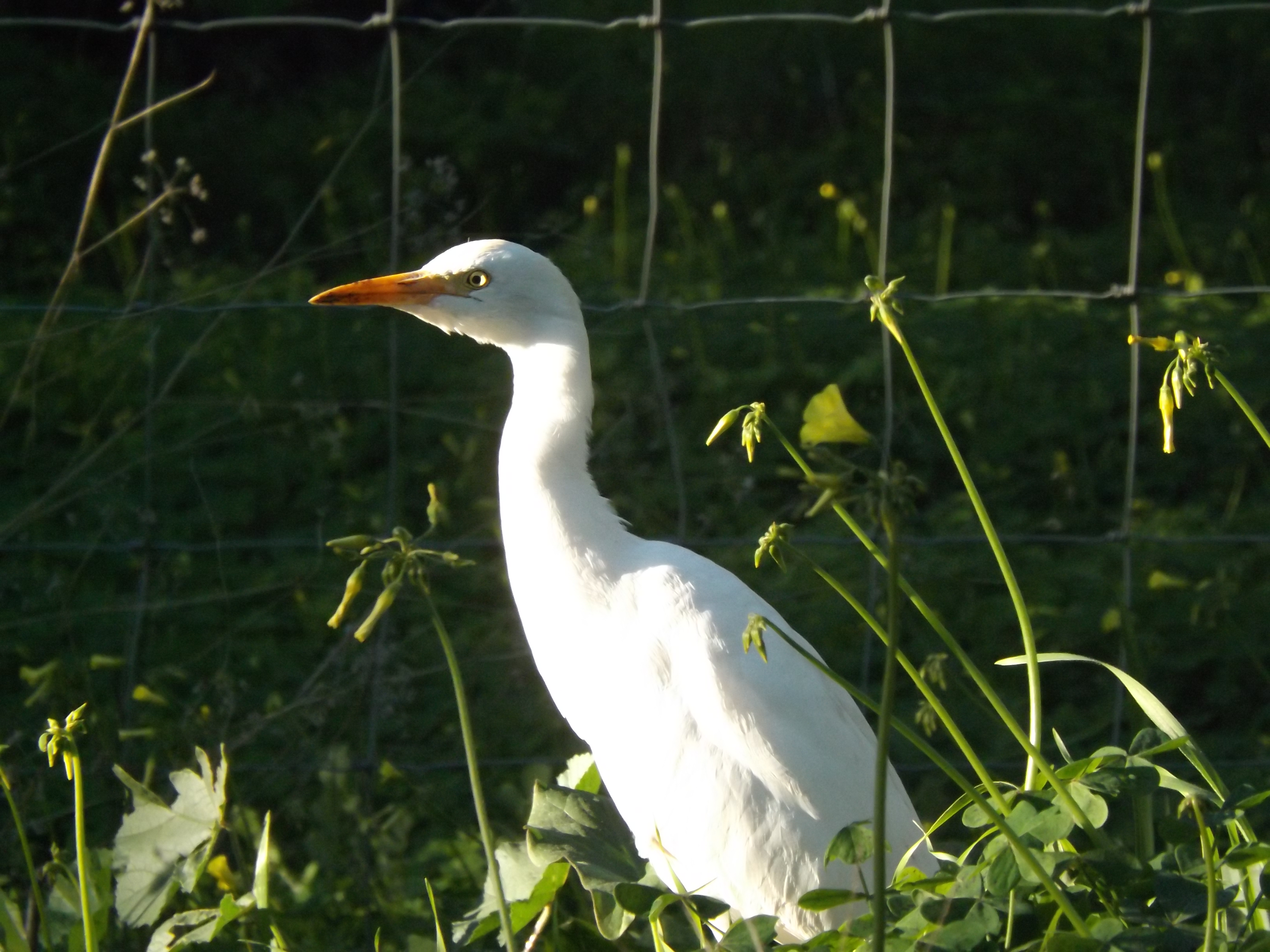 garça-boieira (Bubulcus ibis)
