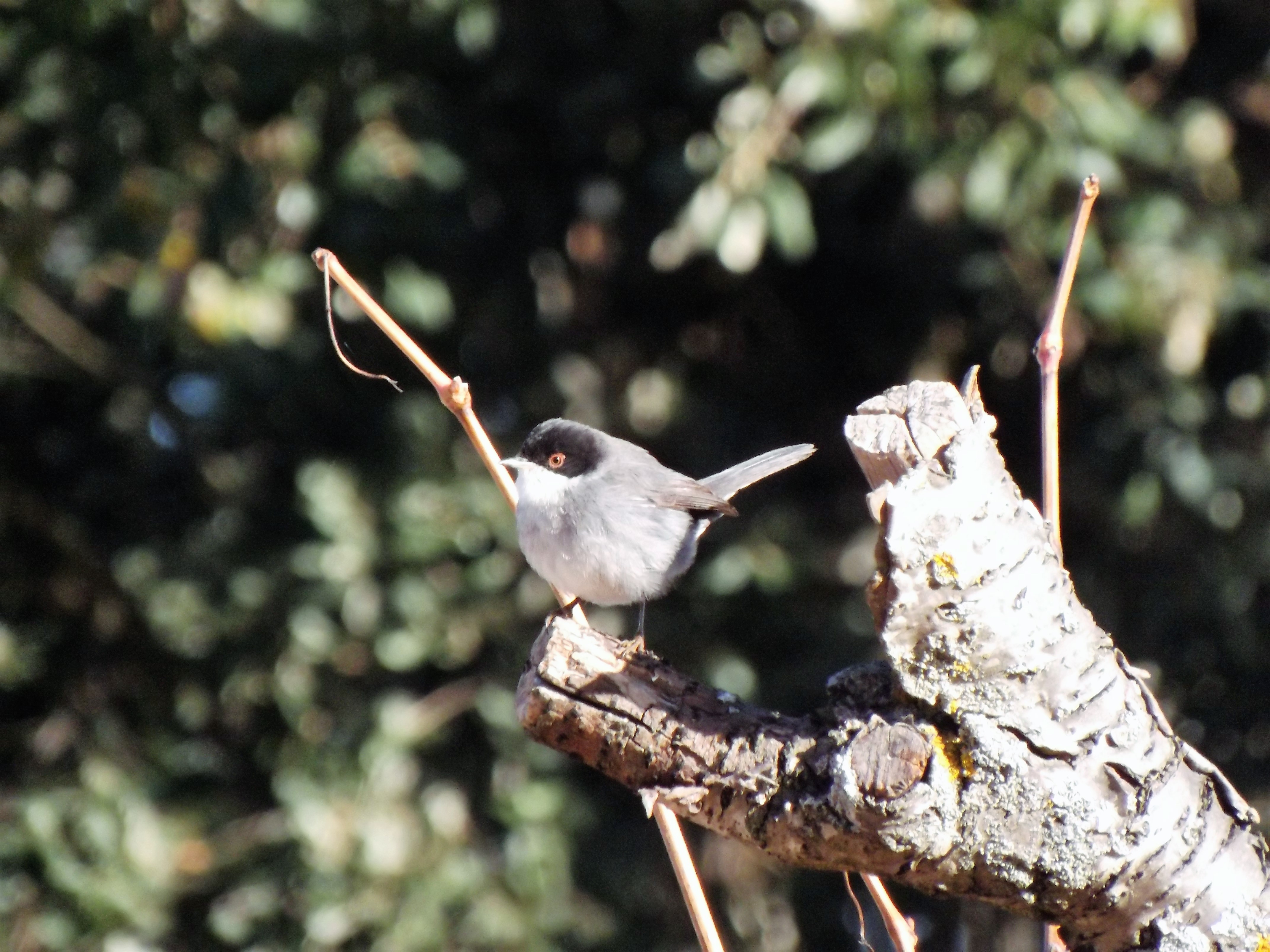 Macho de Toutinegra-dos-valados "Sylvia melanocephala"
