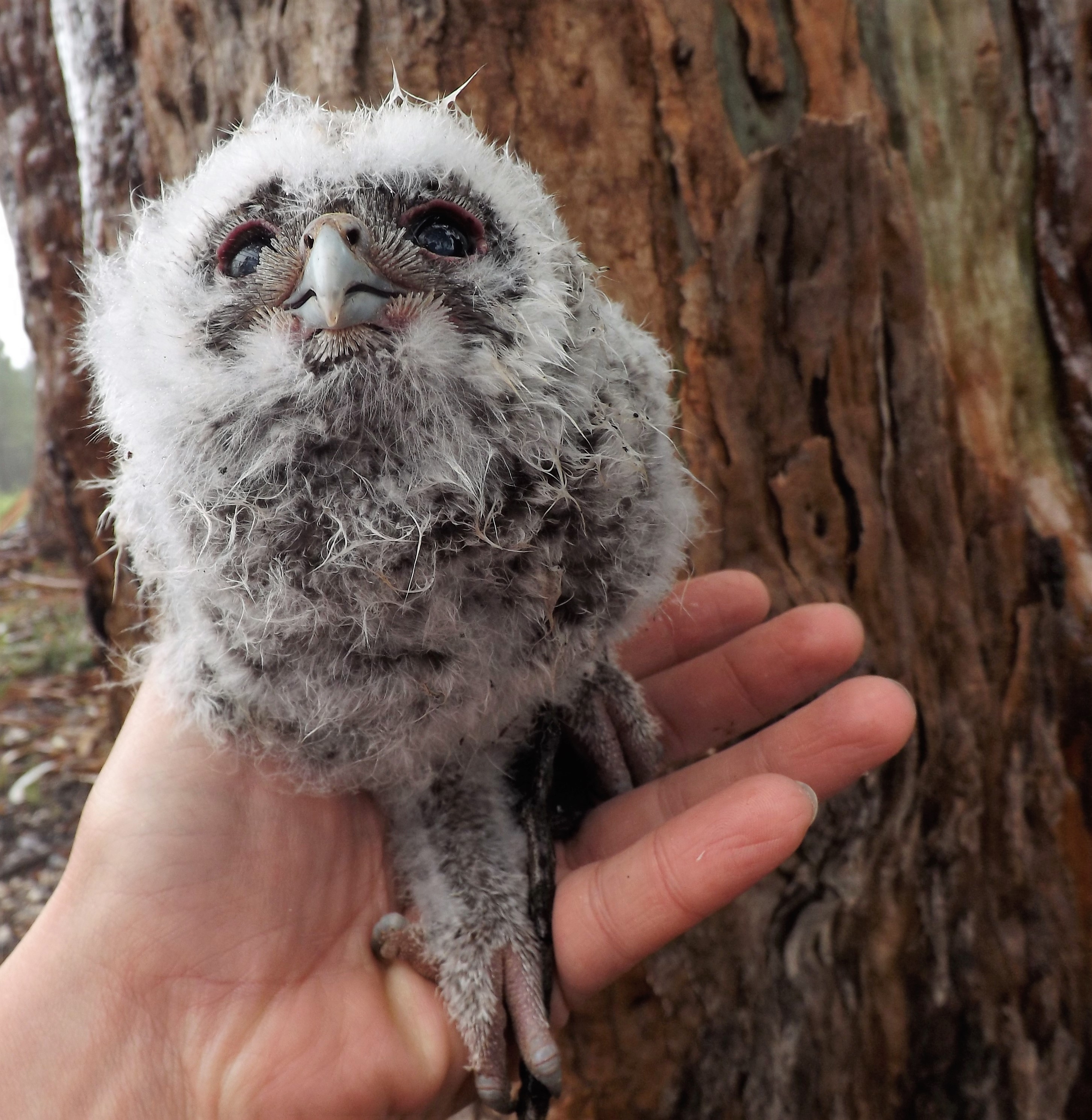 Uma cria de Coruja-do-mato ainda com penugem e sem saber voar.