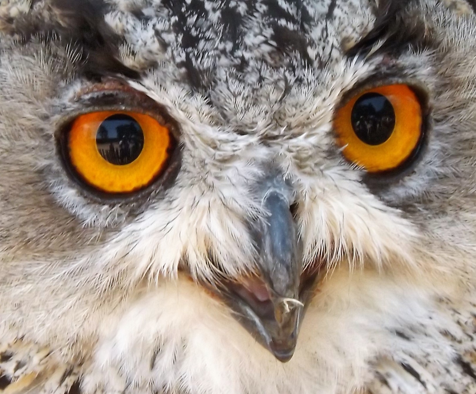 Os enormes olhos cor de laranja do Bufo-real.