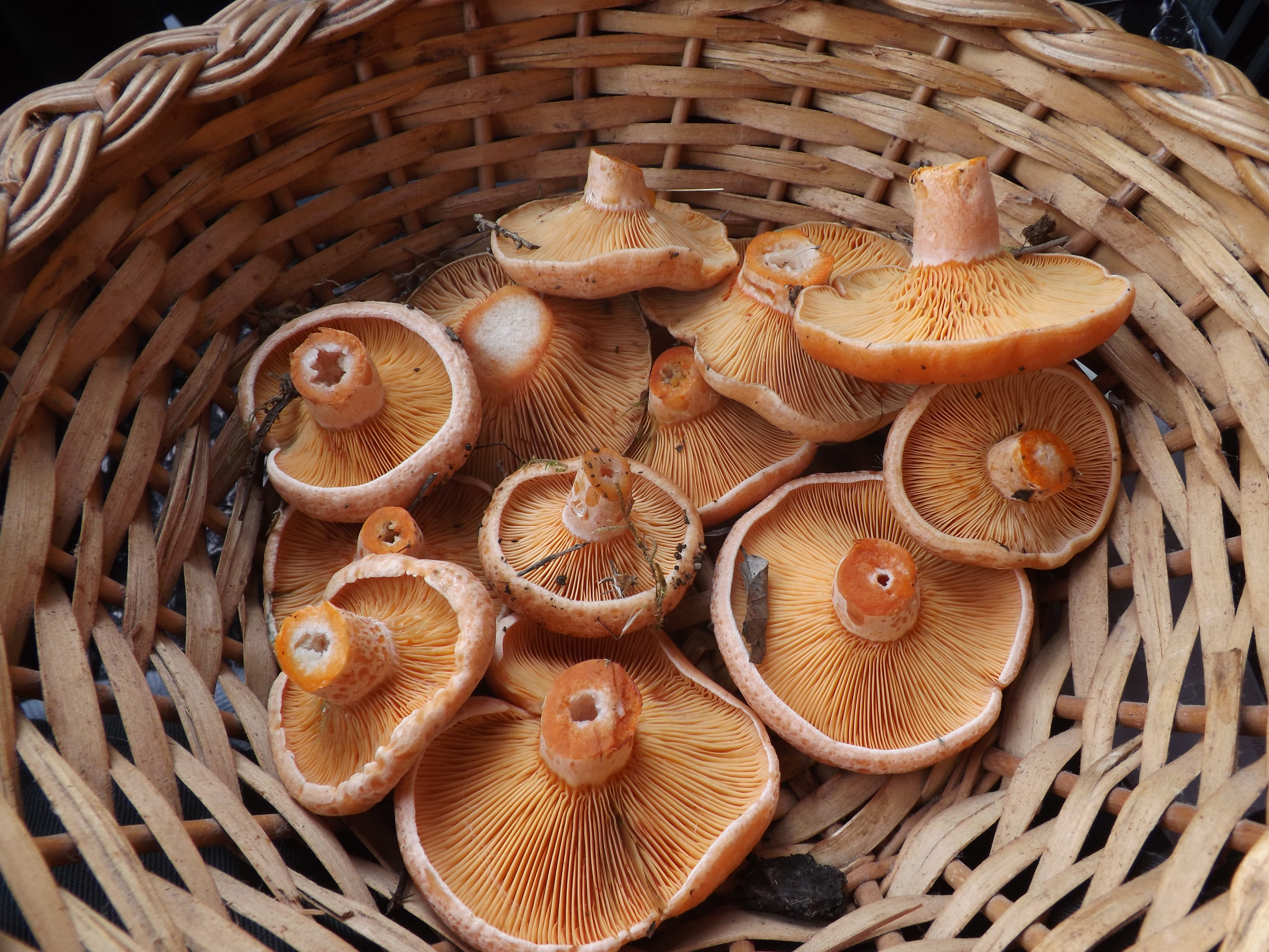 "Lactarius deliciosus"