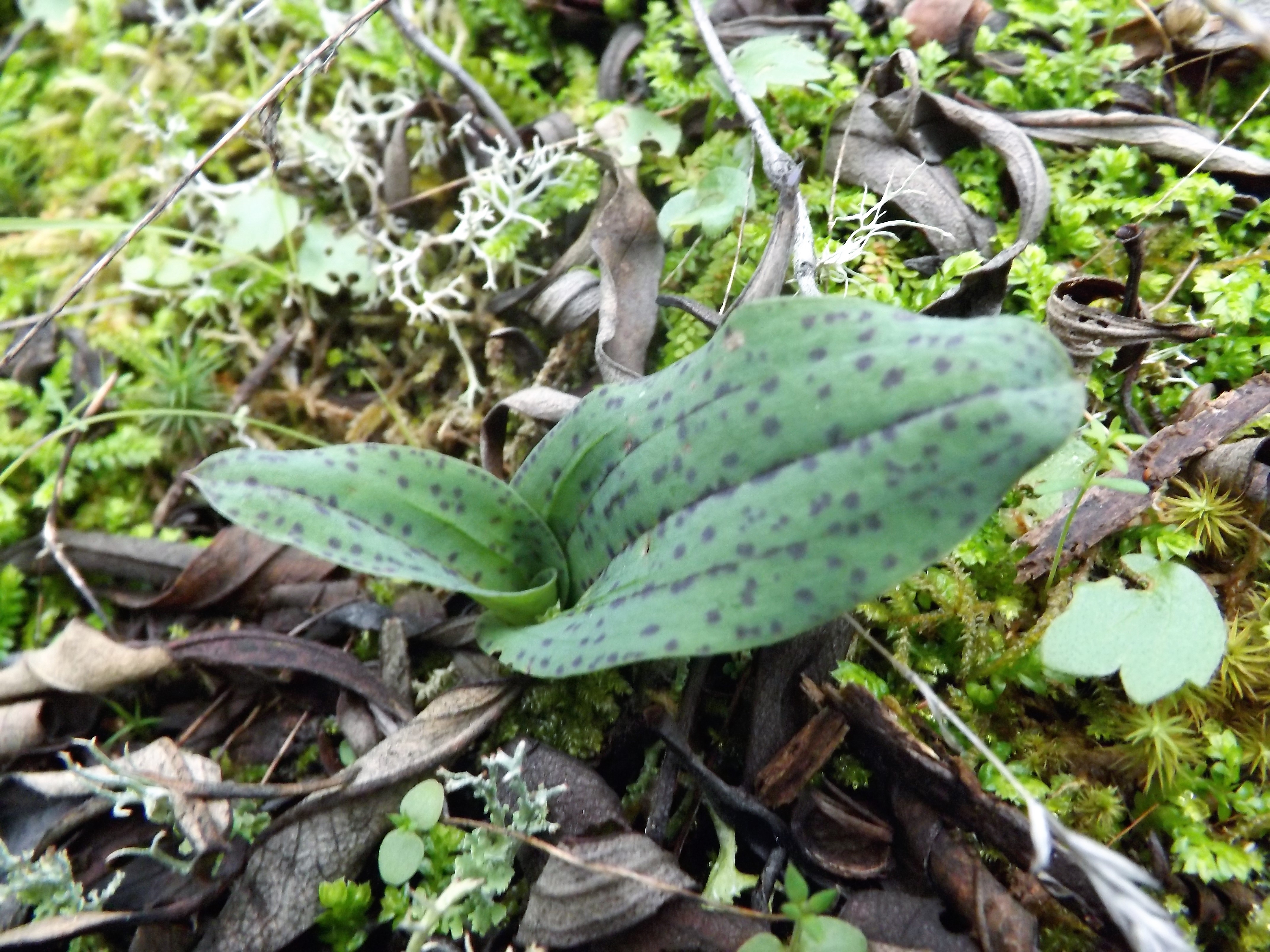 Orquídea já começam a mostrar actividade no solo.