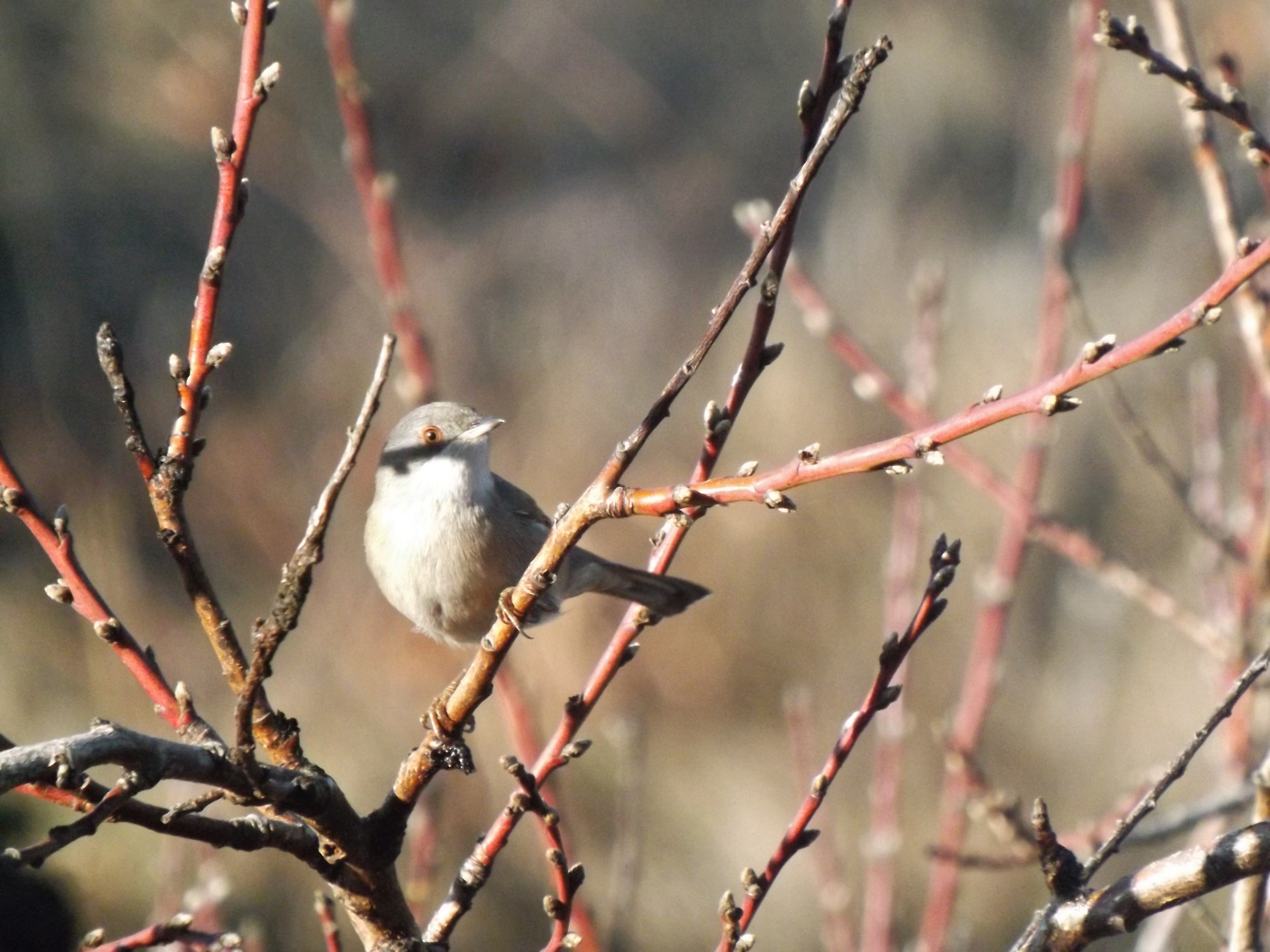 Fêmea de Toutinegra-dos-valados "Sylvia melanocephala"