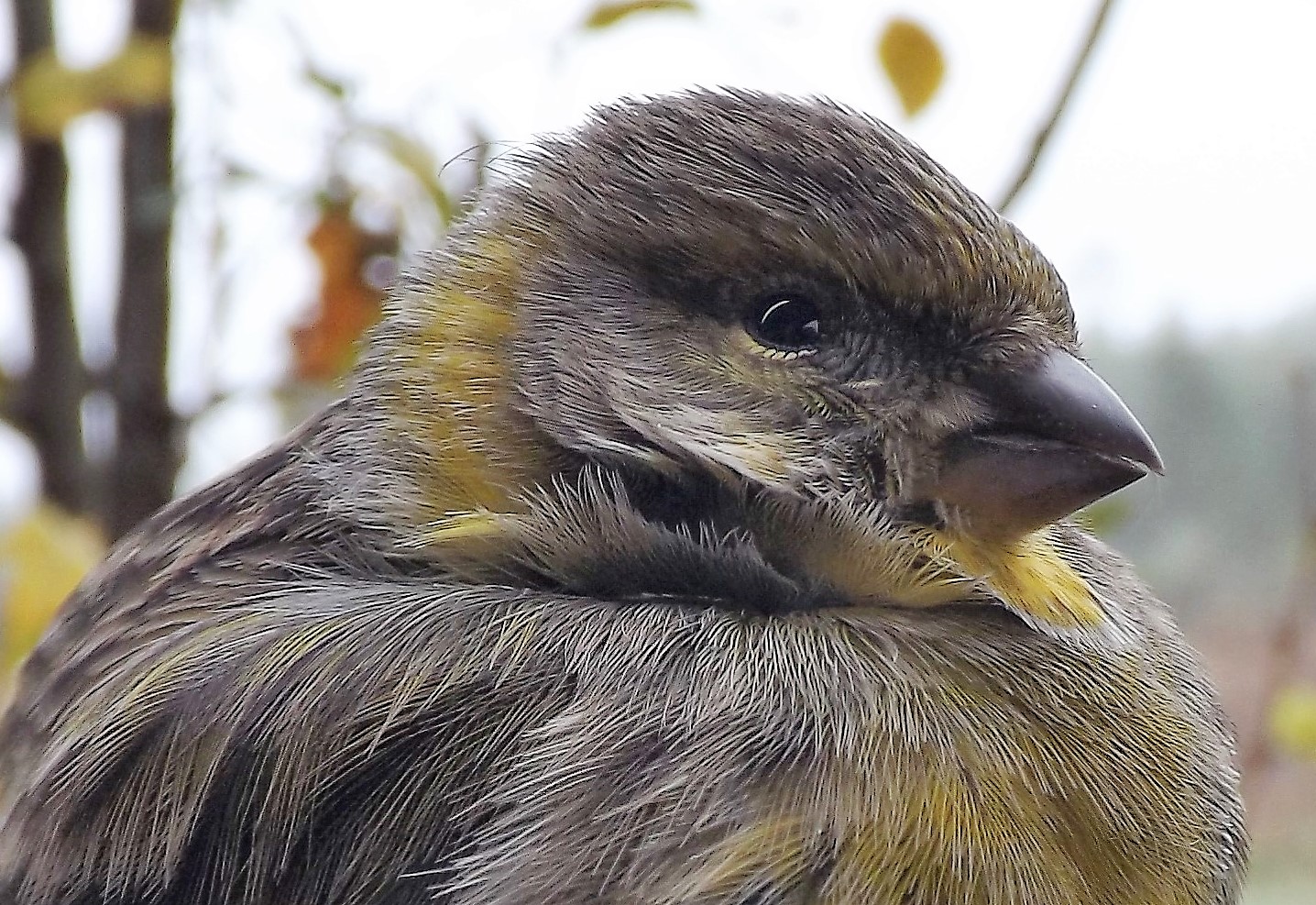 Milheirinha "Serinus serinus"