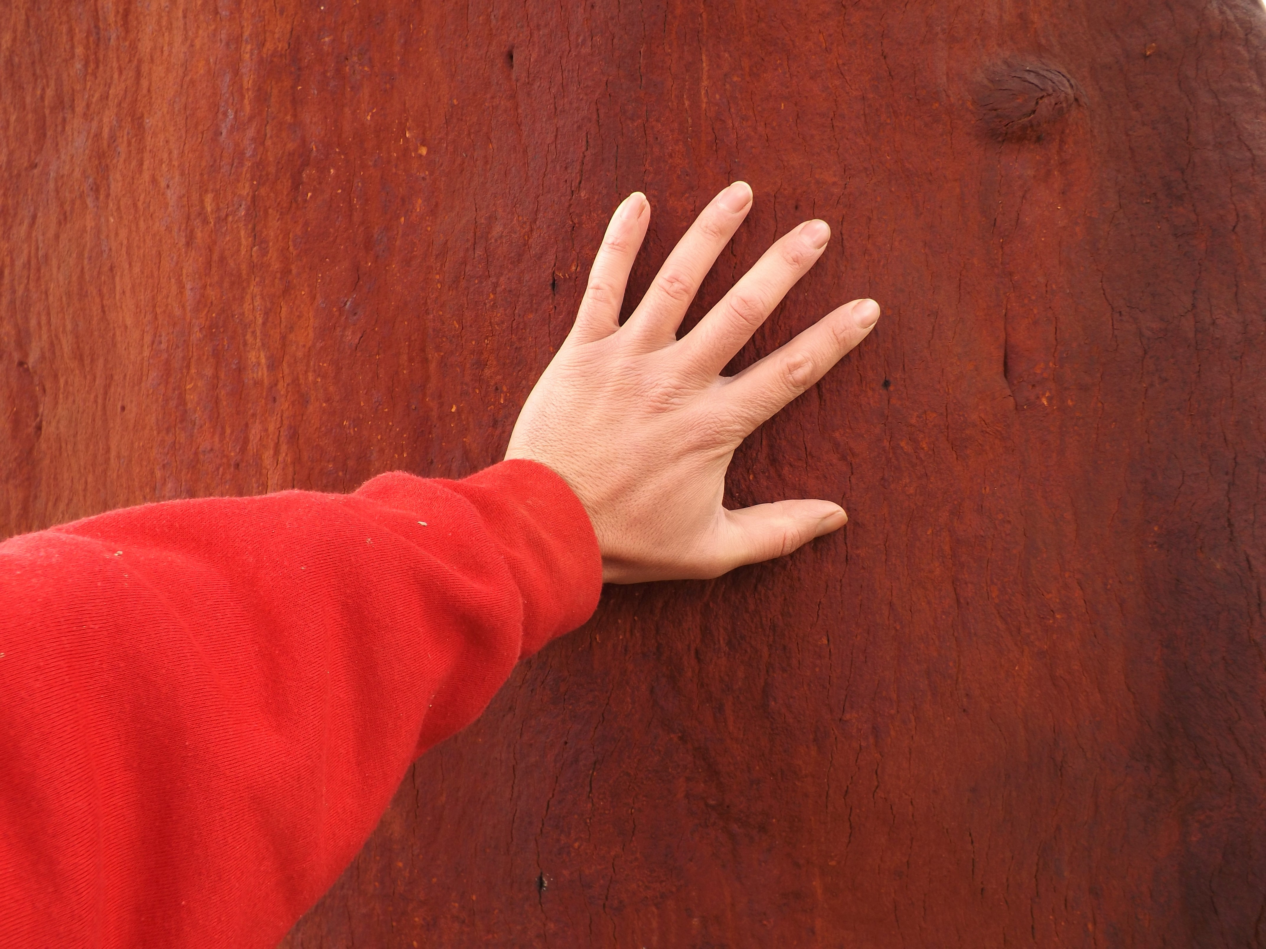 A casca do sobreiro depois de descortiçado acaba por ganhar uma cor avermelhada.