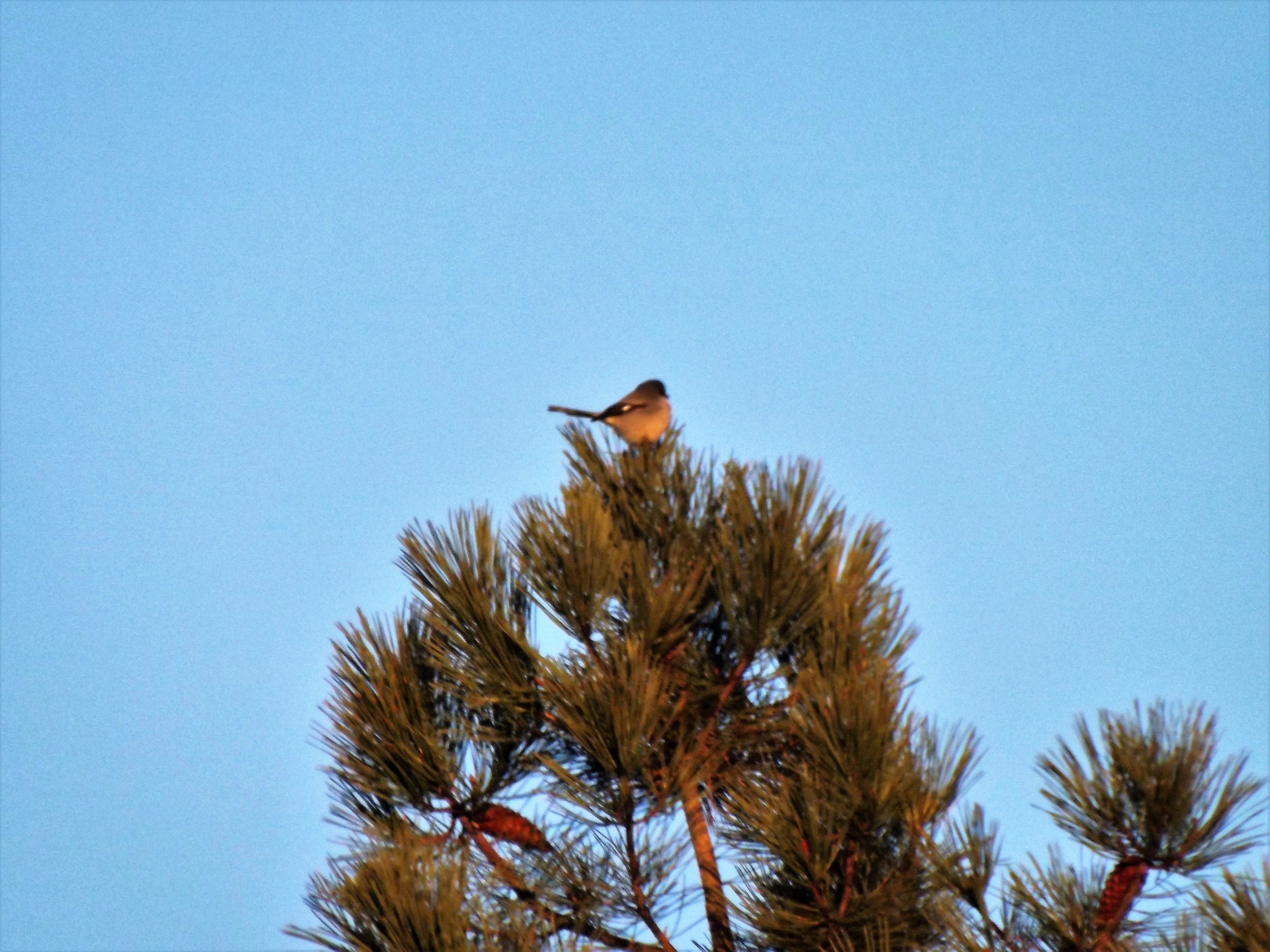 No topo de um pinheiro avisto um picanço-real.