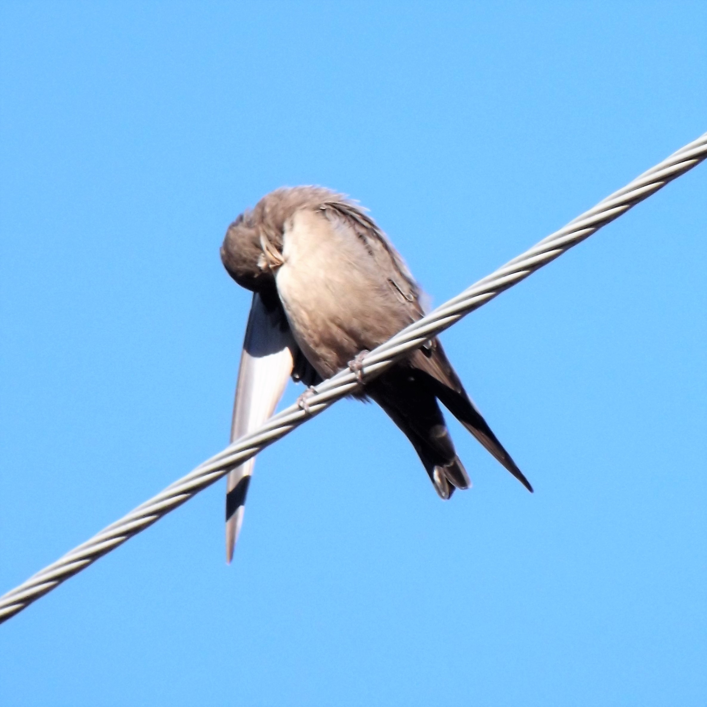 andorinha-das-rochas (Ptyonoprogne rupestris)