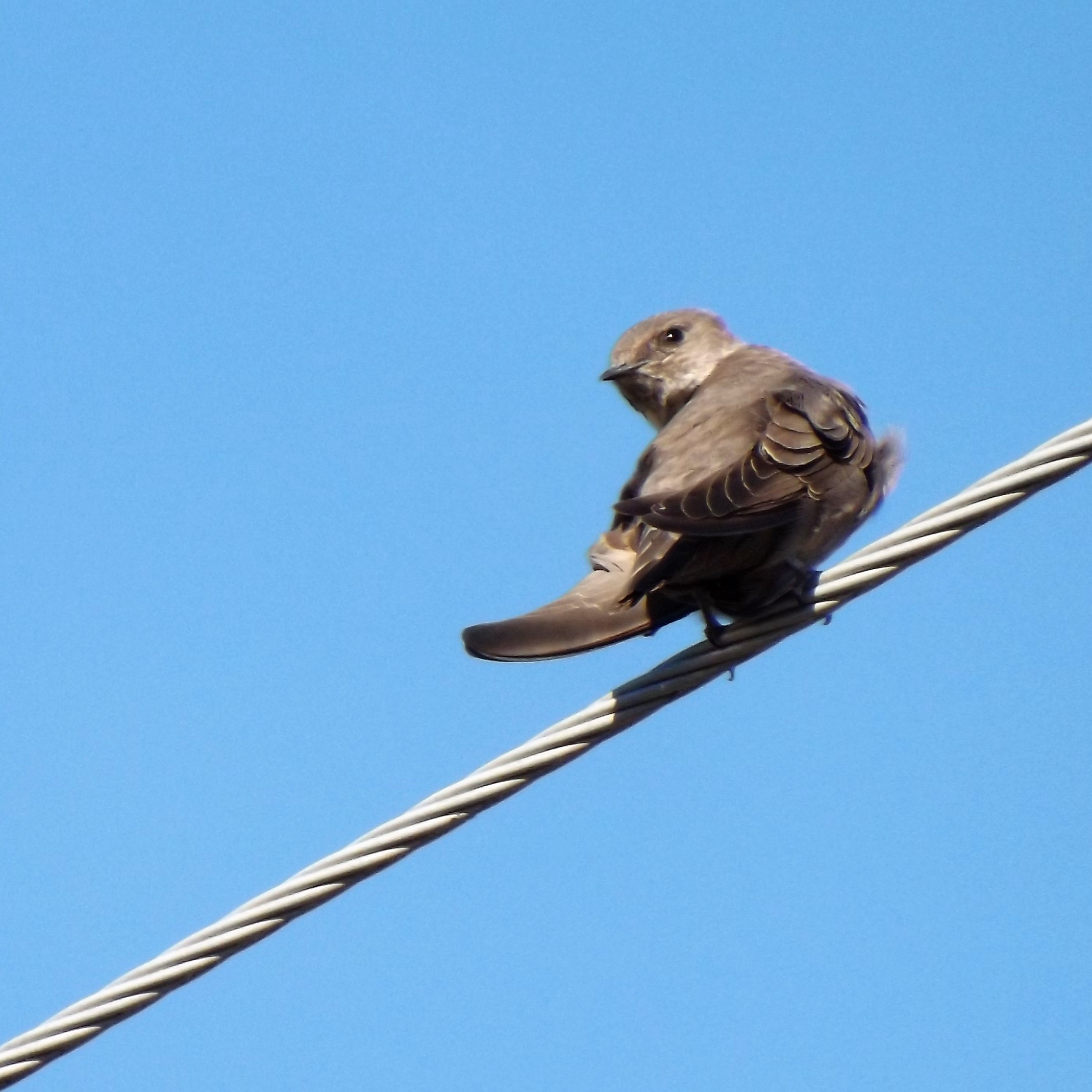 andorinha-das-rochas (Ptyonoprogne rupestris)