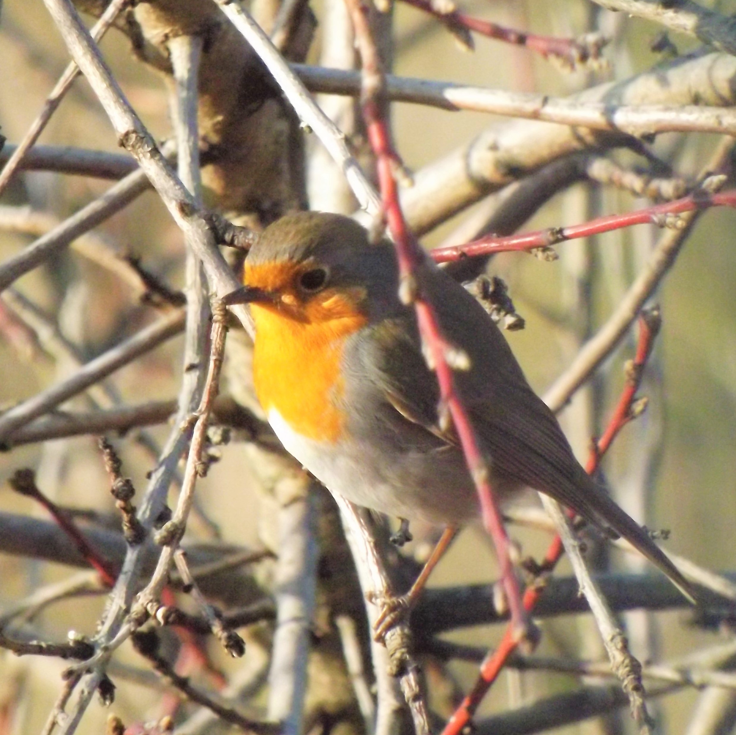 pisco-de-peito-ruivo (Erithacus rubecula)