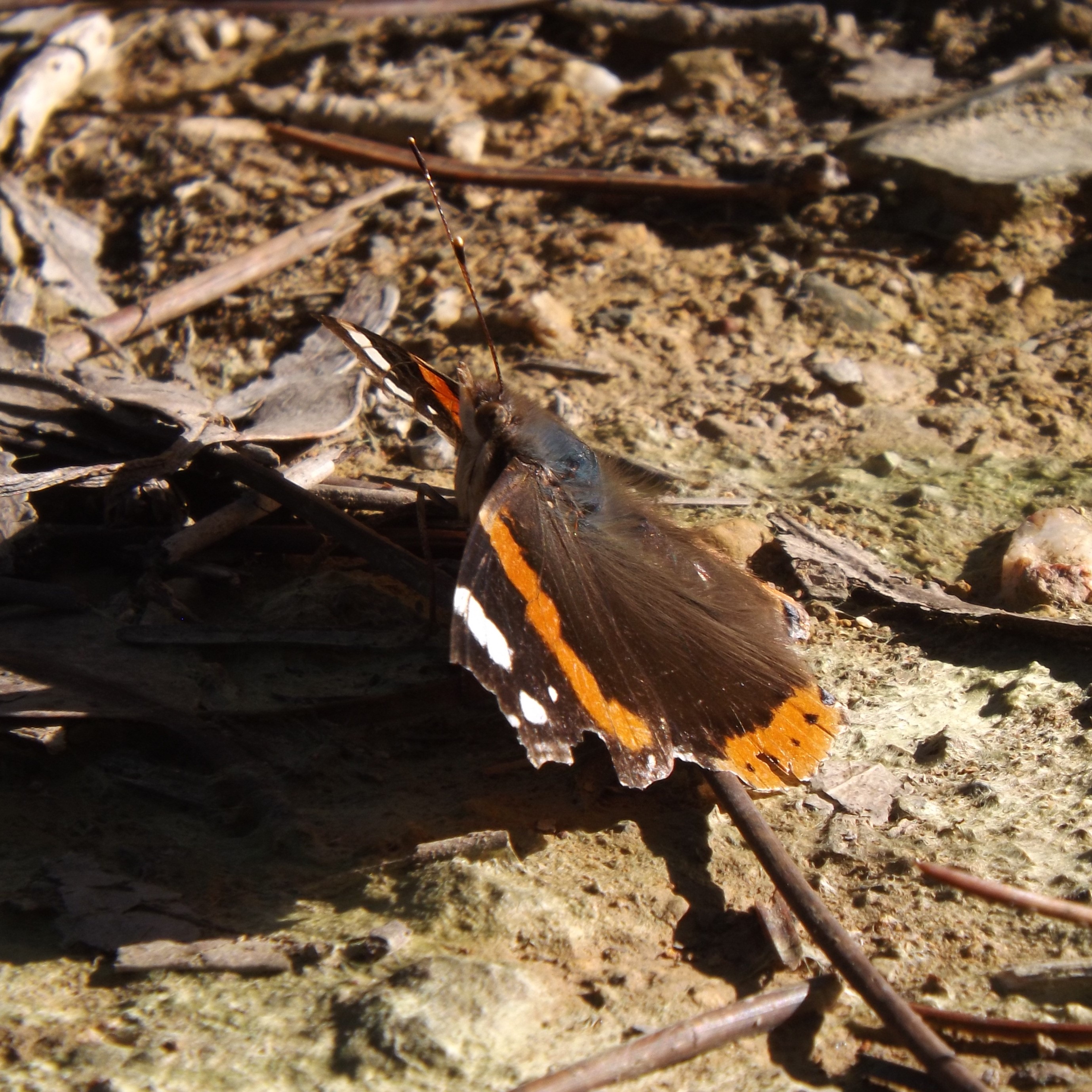borboleta-almirante-vermelho (Vanessa atalanta)