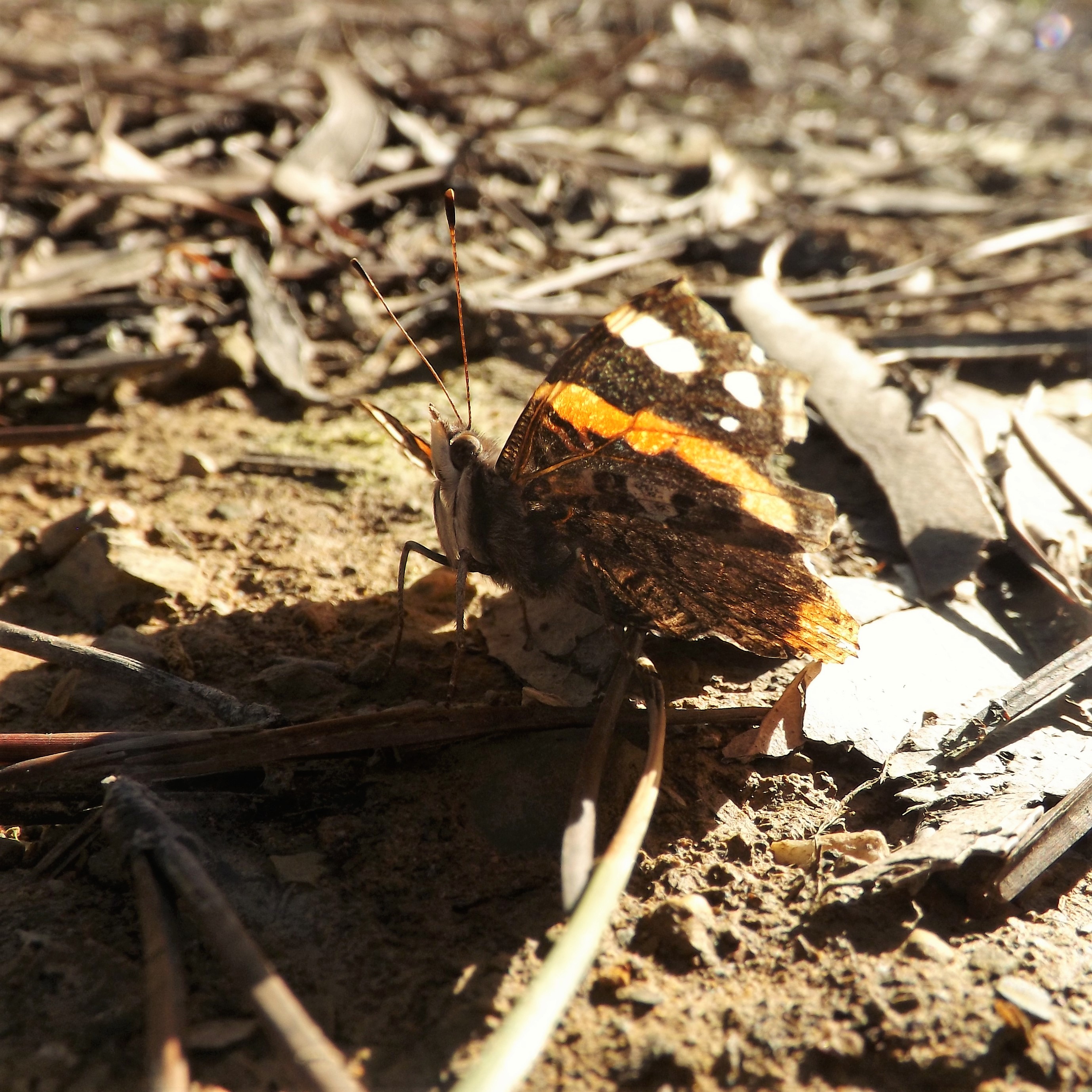 borboleta-almirante-vermelho (Vanessa atalanta)