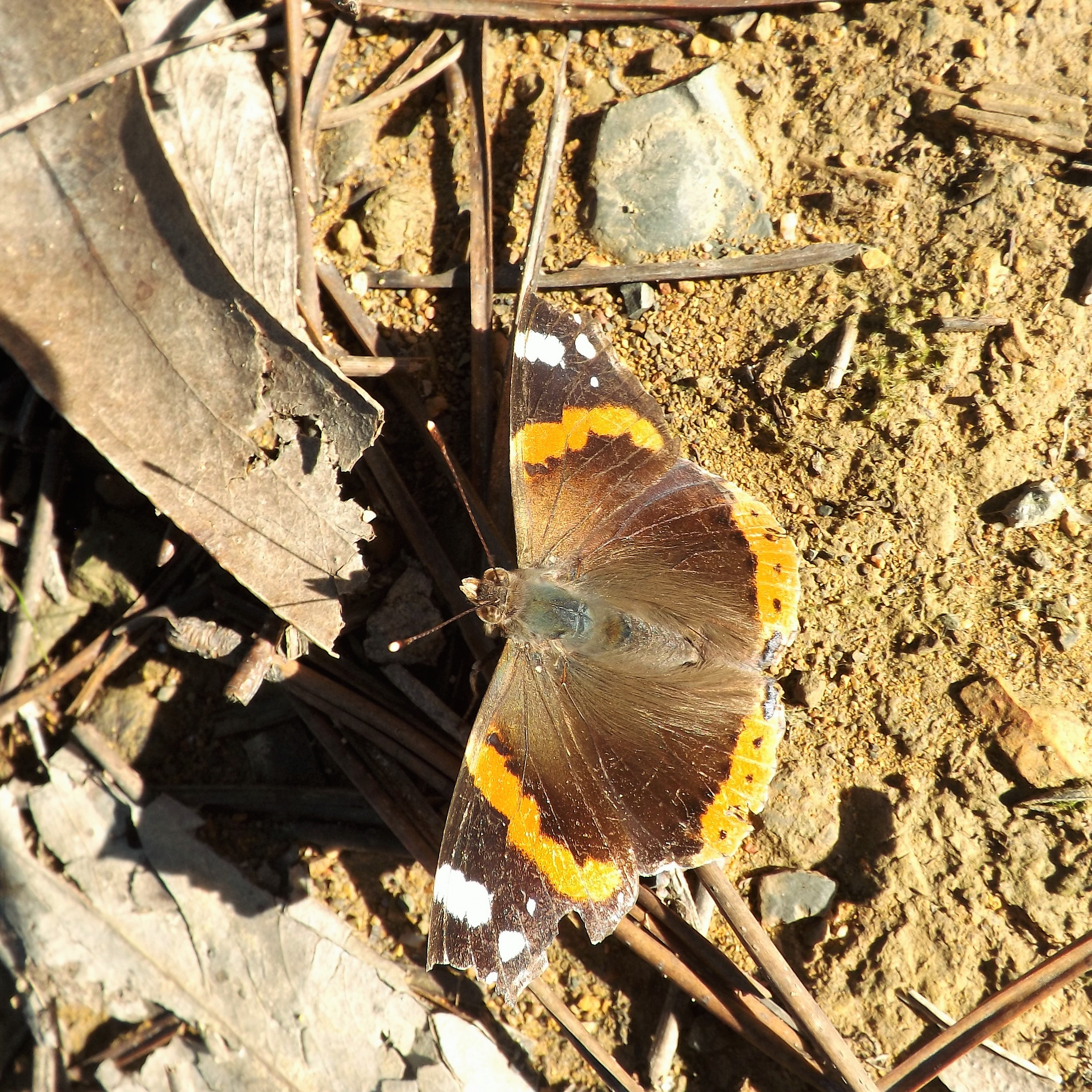 borboleta-almirante-vermelho (Vanessa atalanta)