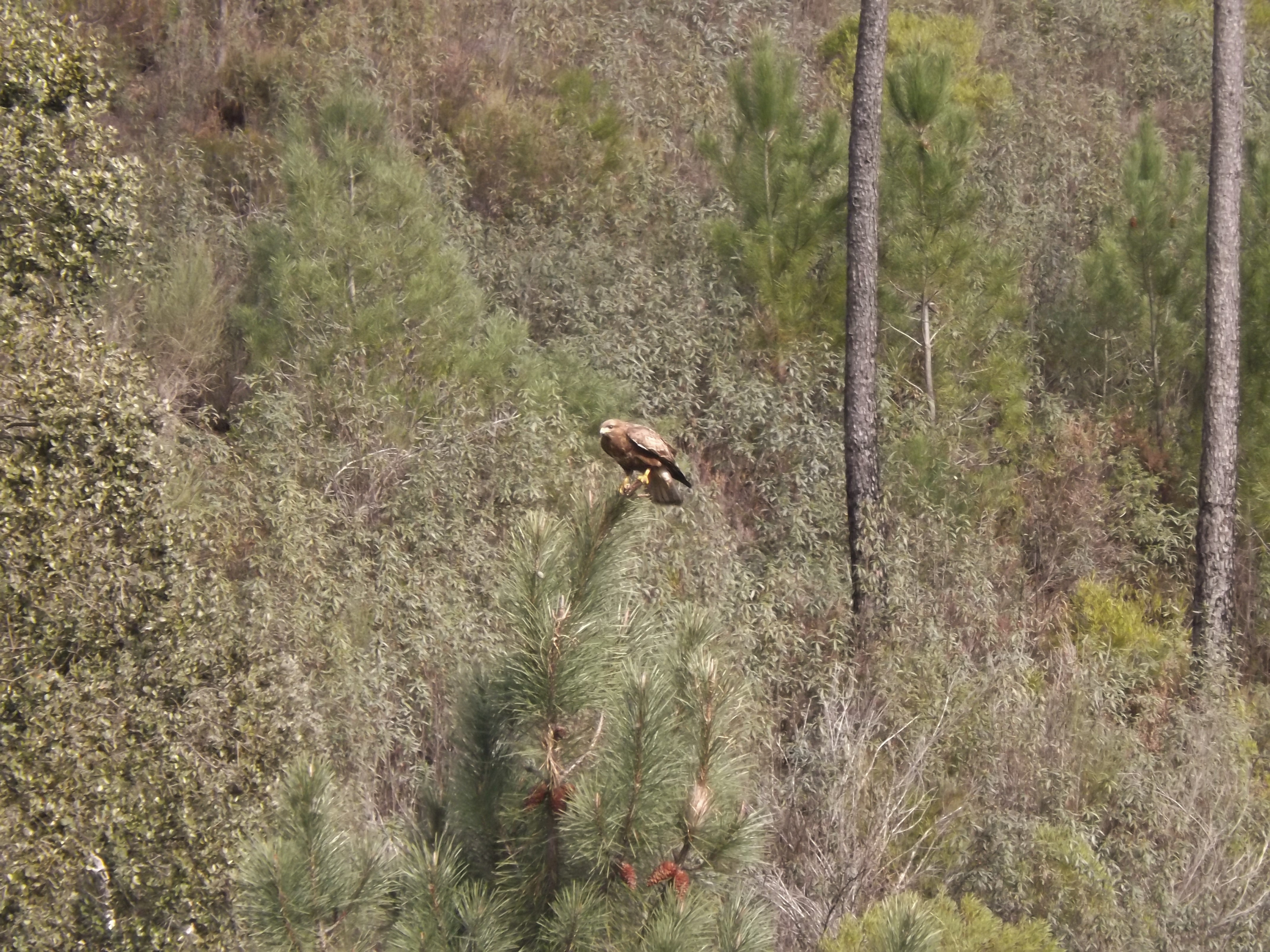 Águia-de-asa-redonda