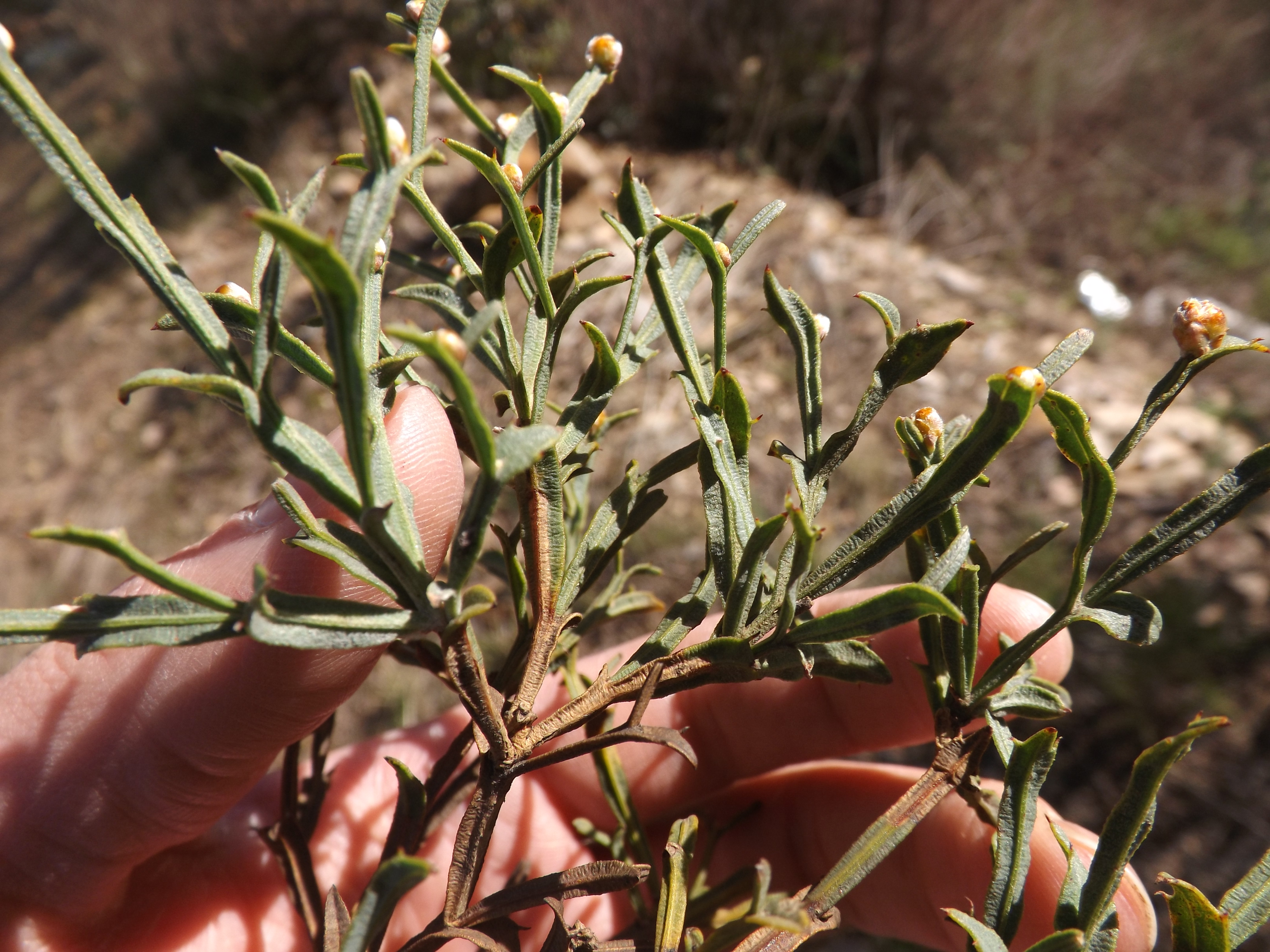 Caules e folhas rudimentares da carqueja.