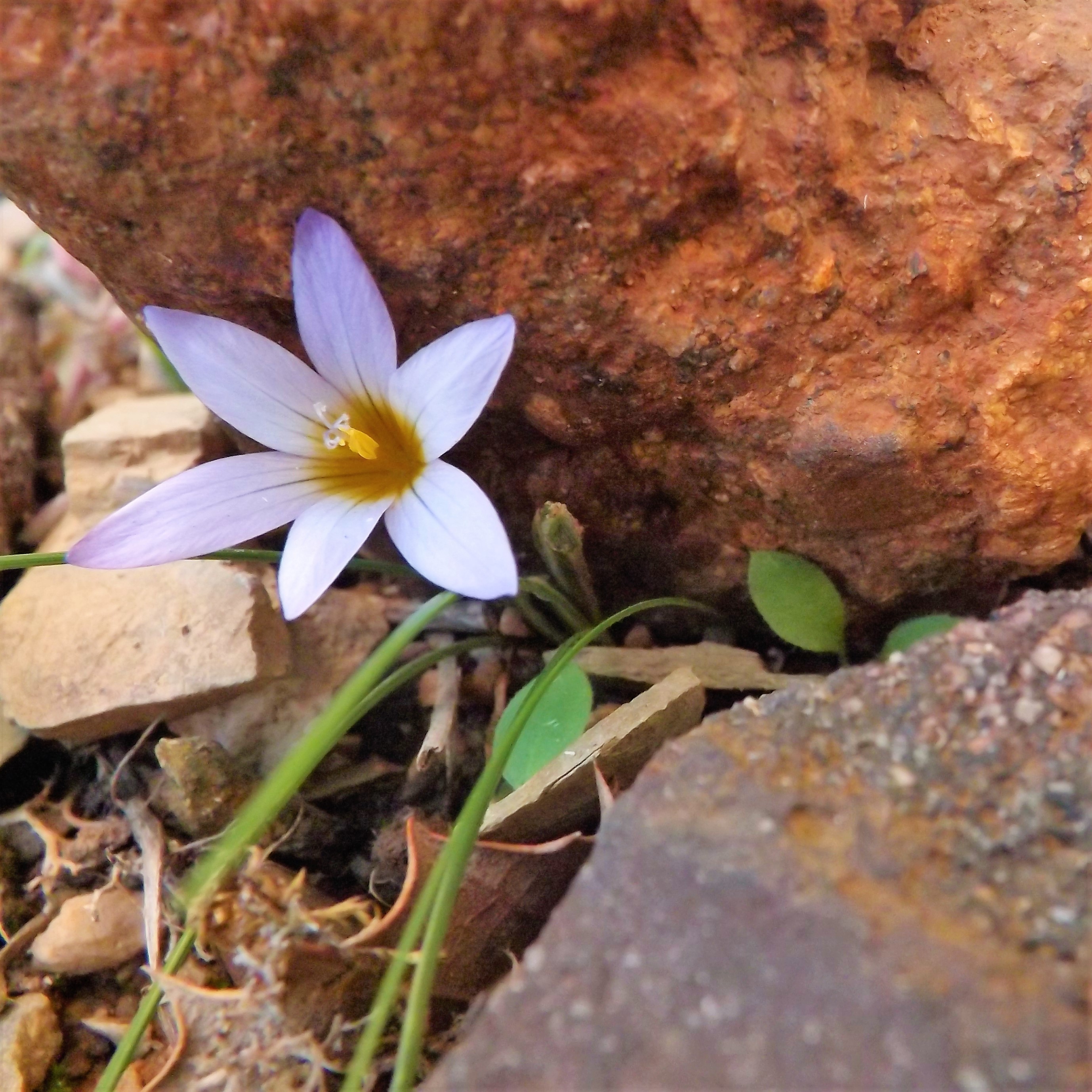 Esta fotografada num vaso no meu terraço.